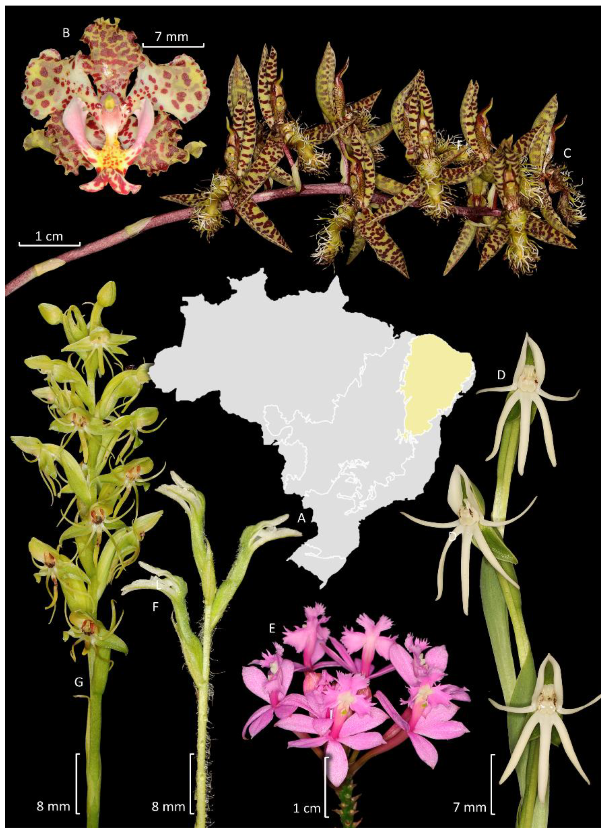 Plants 14 03520 g008