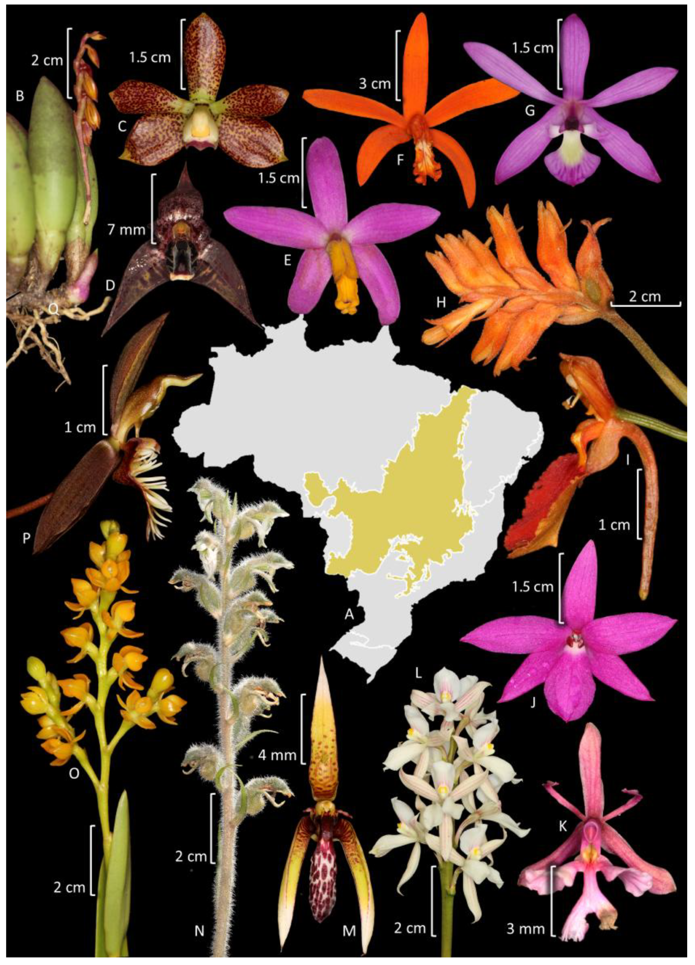 Plants 14 03520 g009