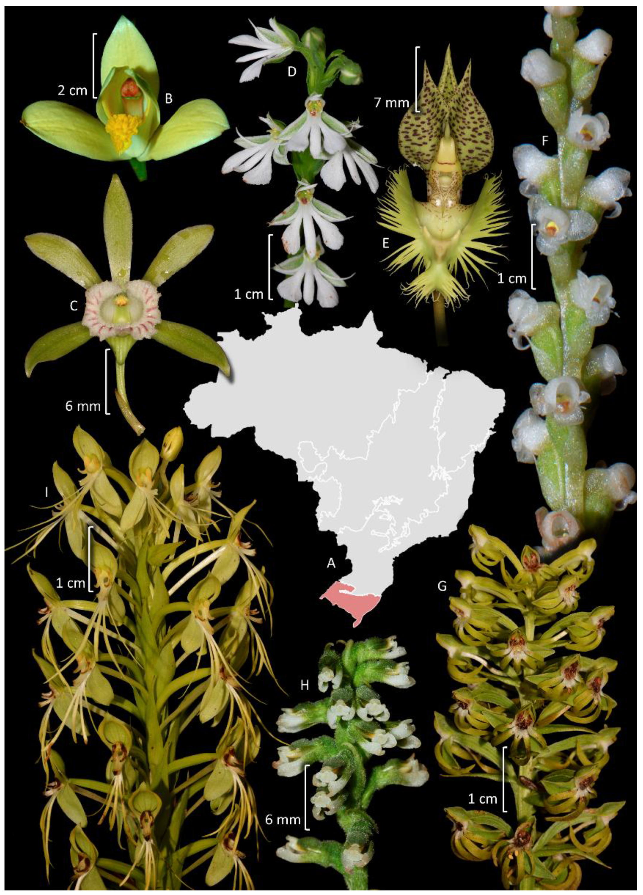 Plants 14 03520 g010