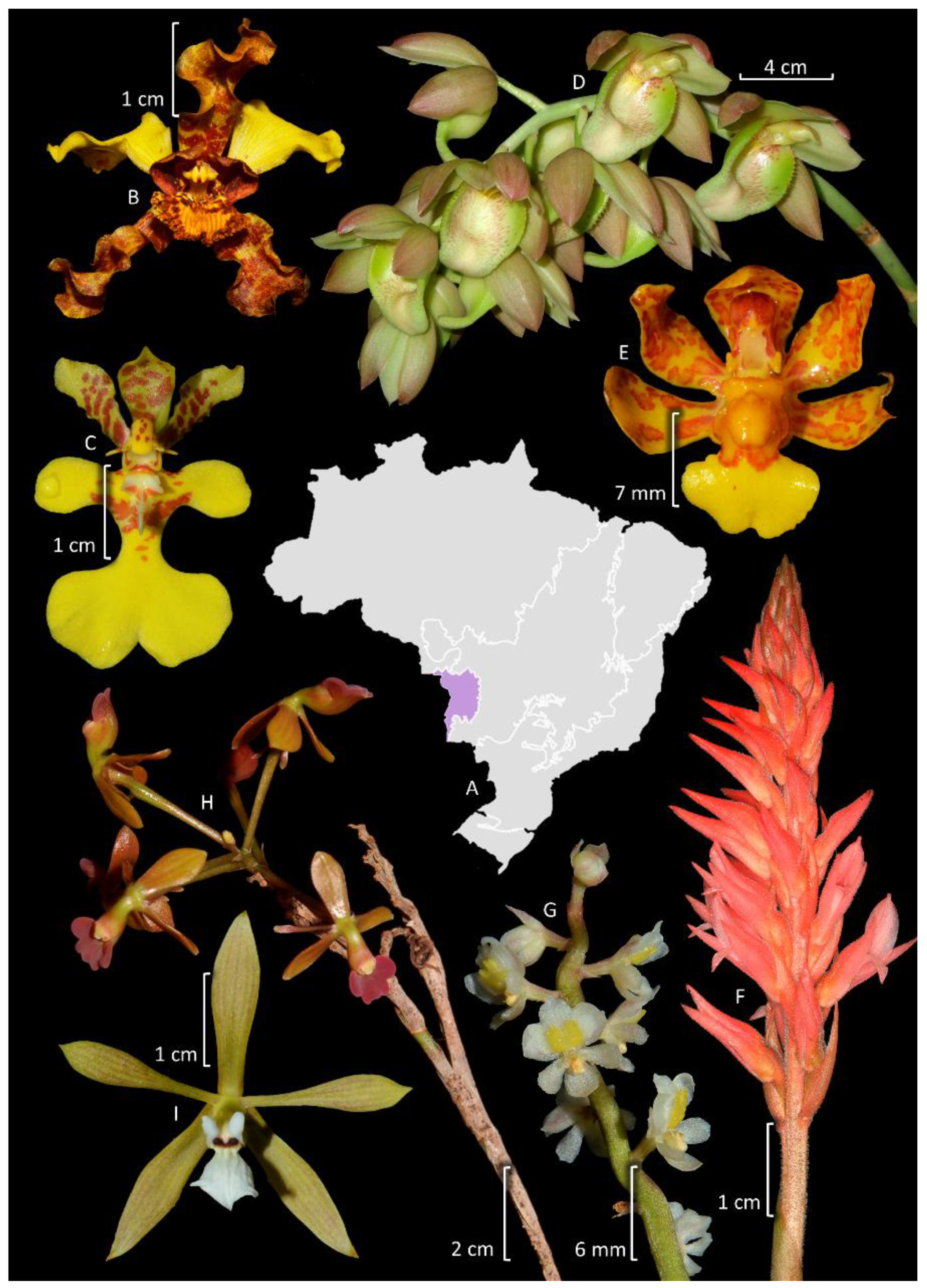 Plants 14 03520 g011