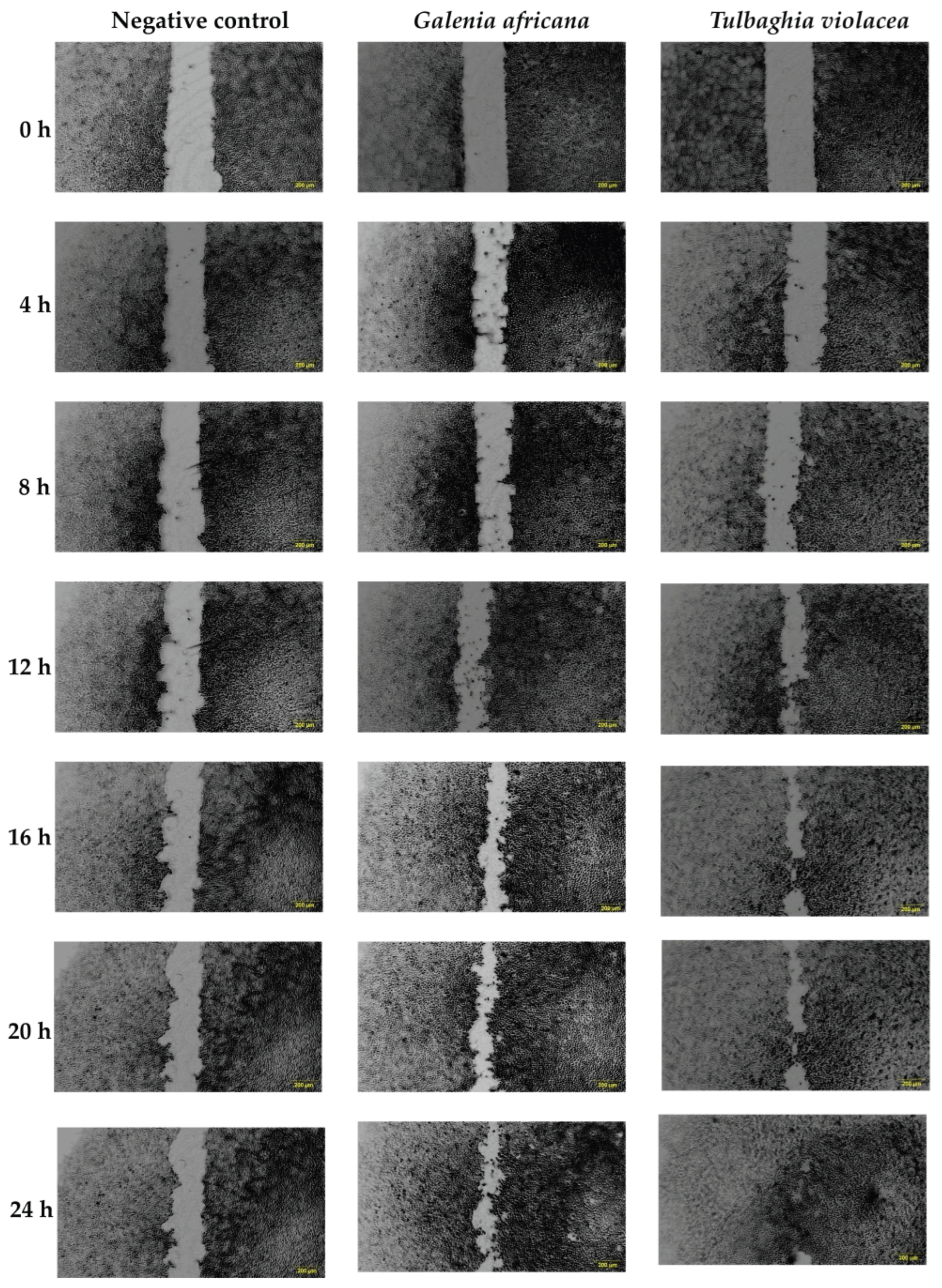 Plants 14 03523 g004