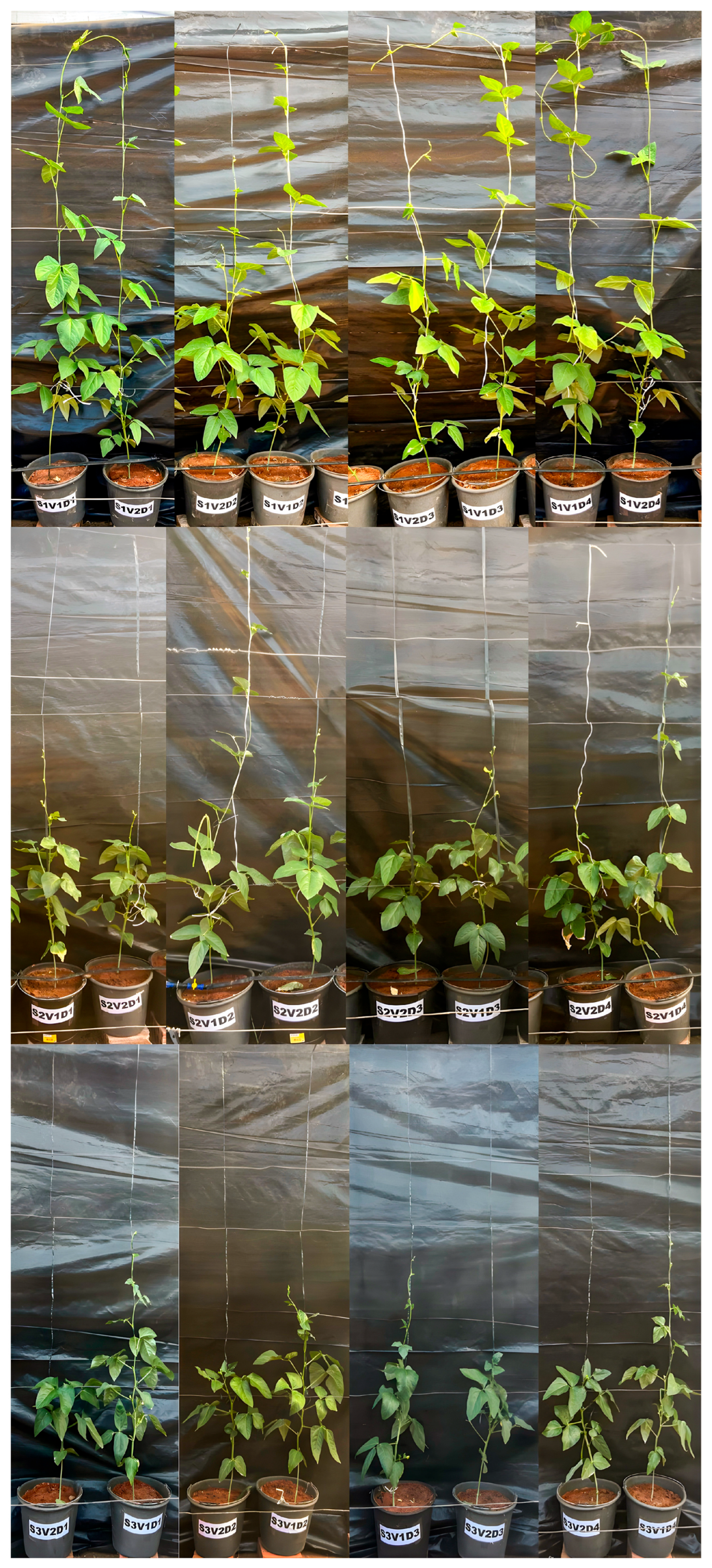 Plants 14 03524 g001