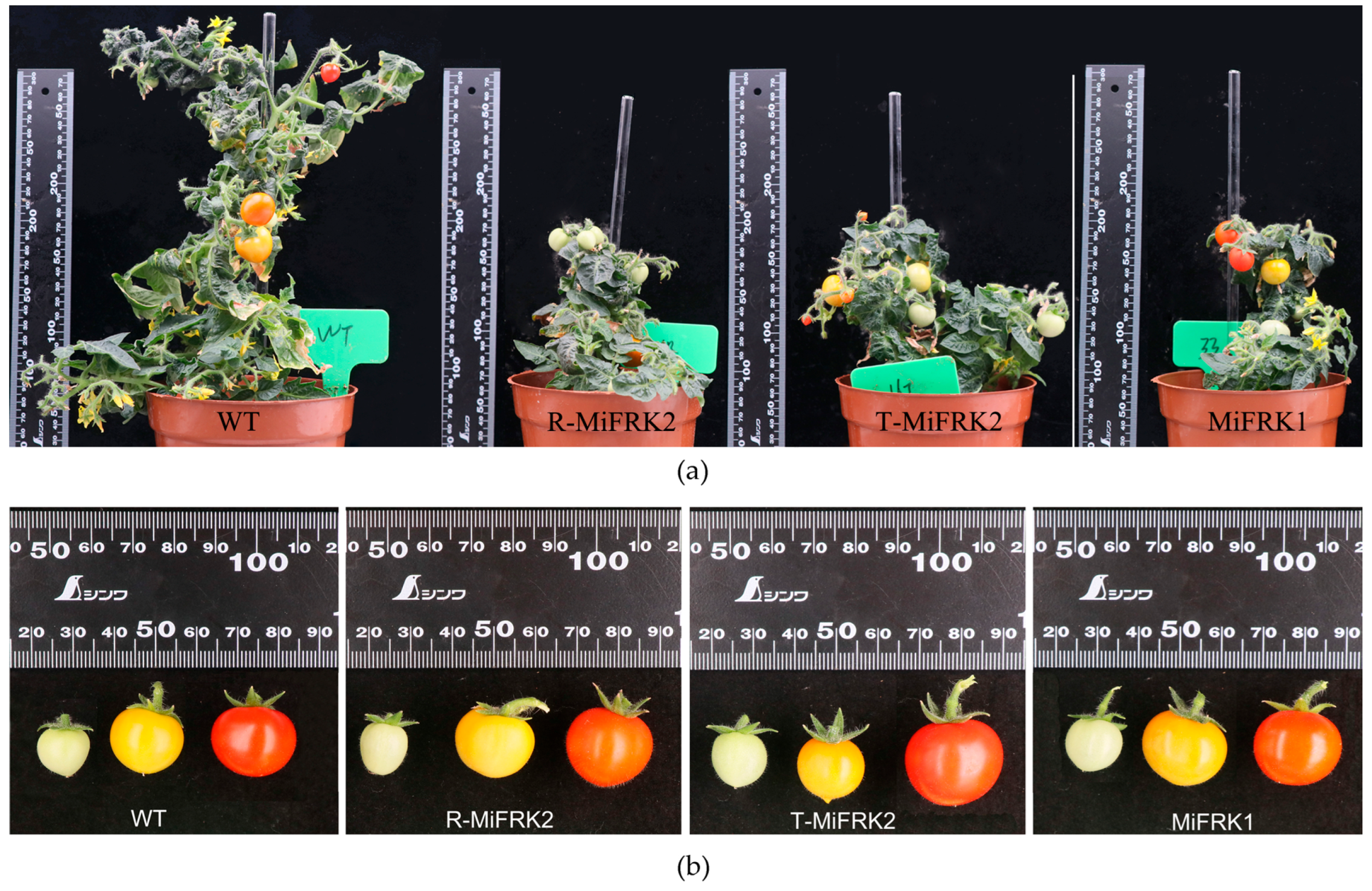 Plants 14 03526 g003