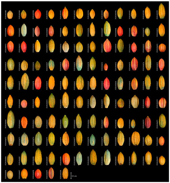 Exploring the Agromorphological Profiles of the Cacao (Theobroma