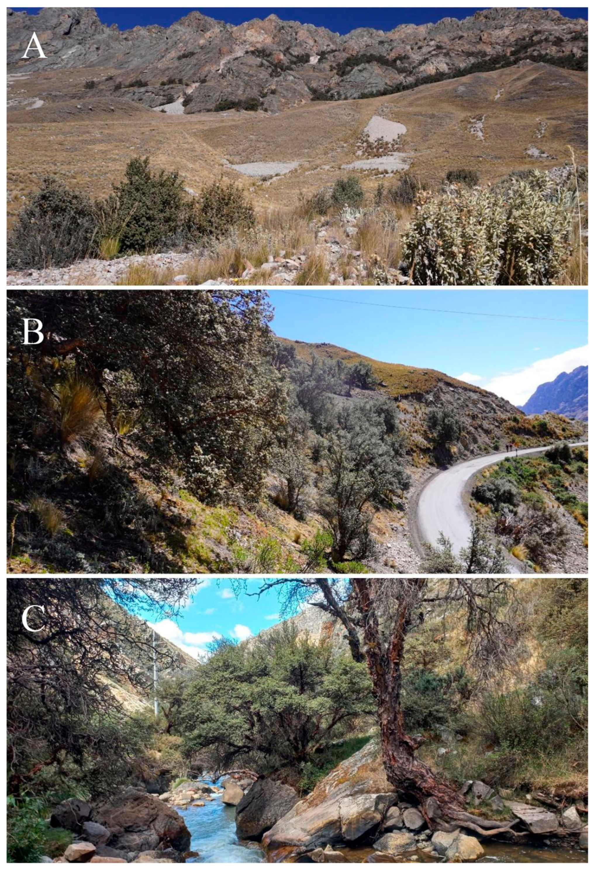 Plants 14 03537 g002