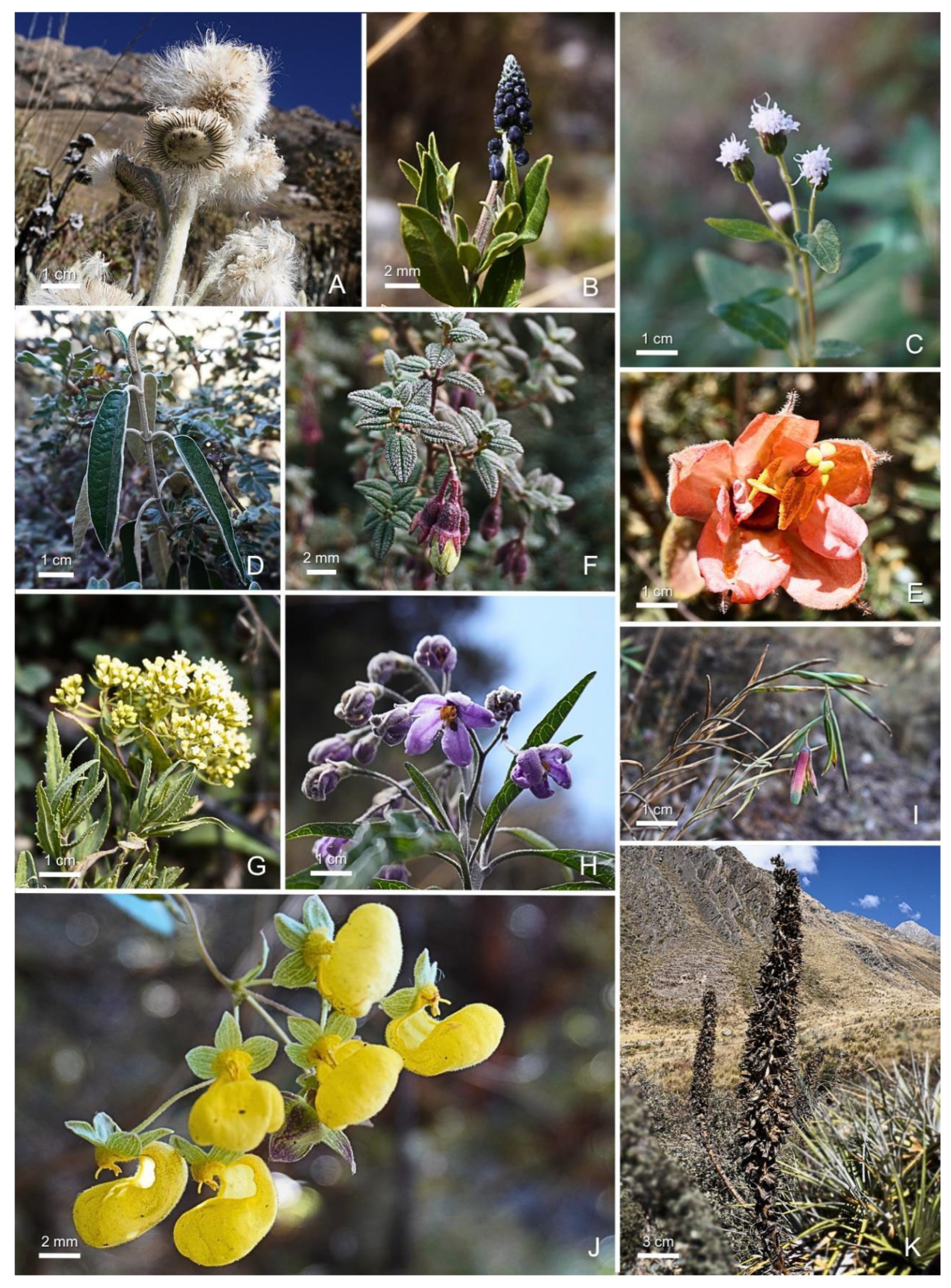 Plants 14 03537 g005