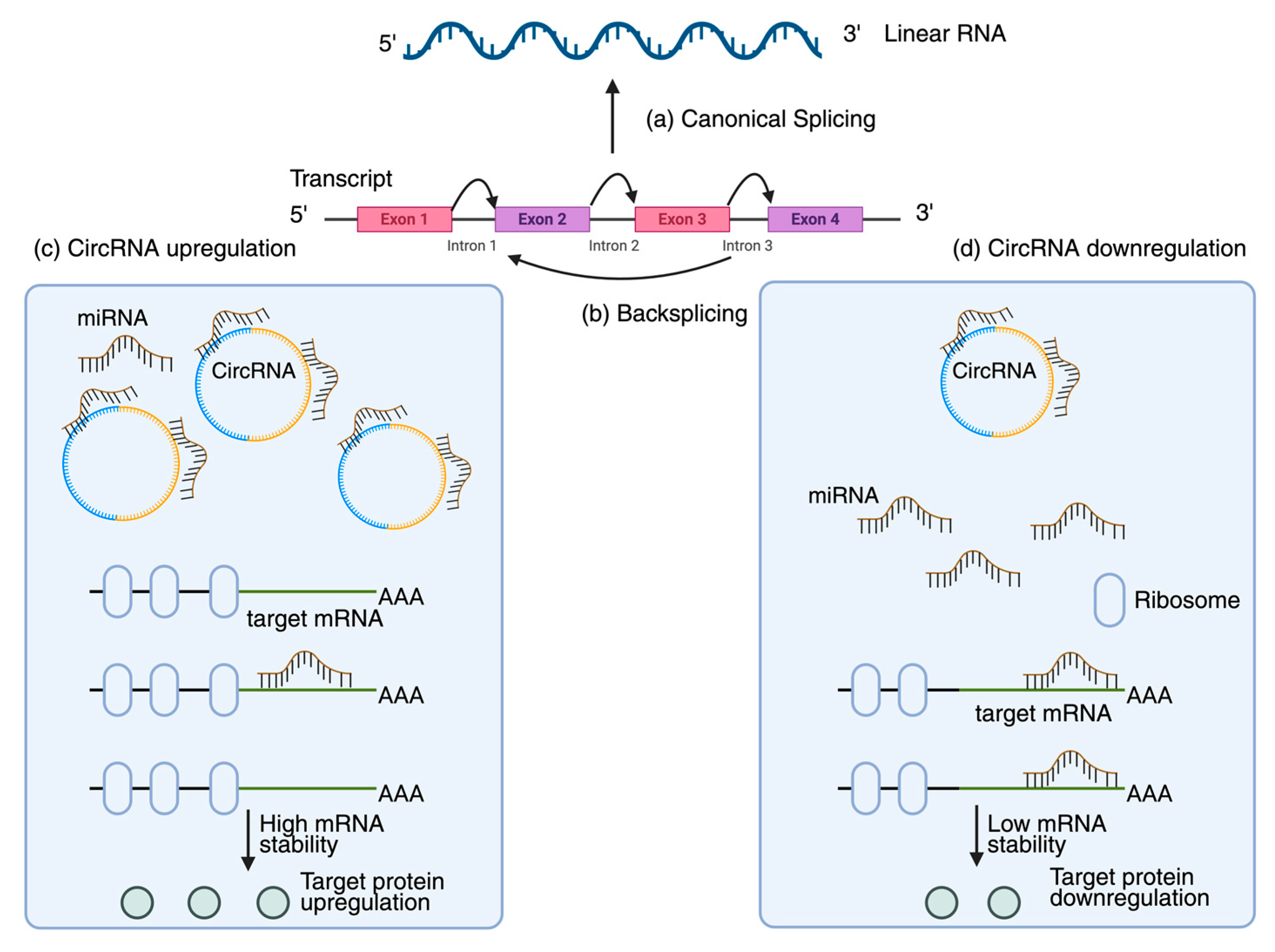 Plants 14 03541 g004 Plants 14 03541 g004