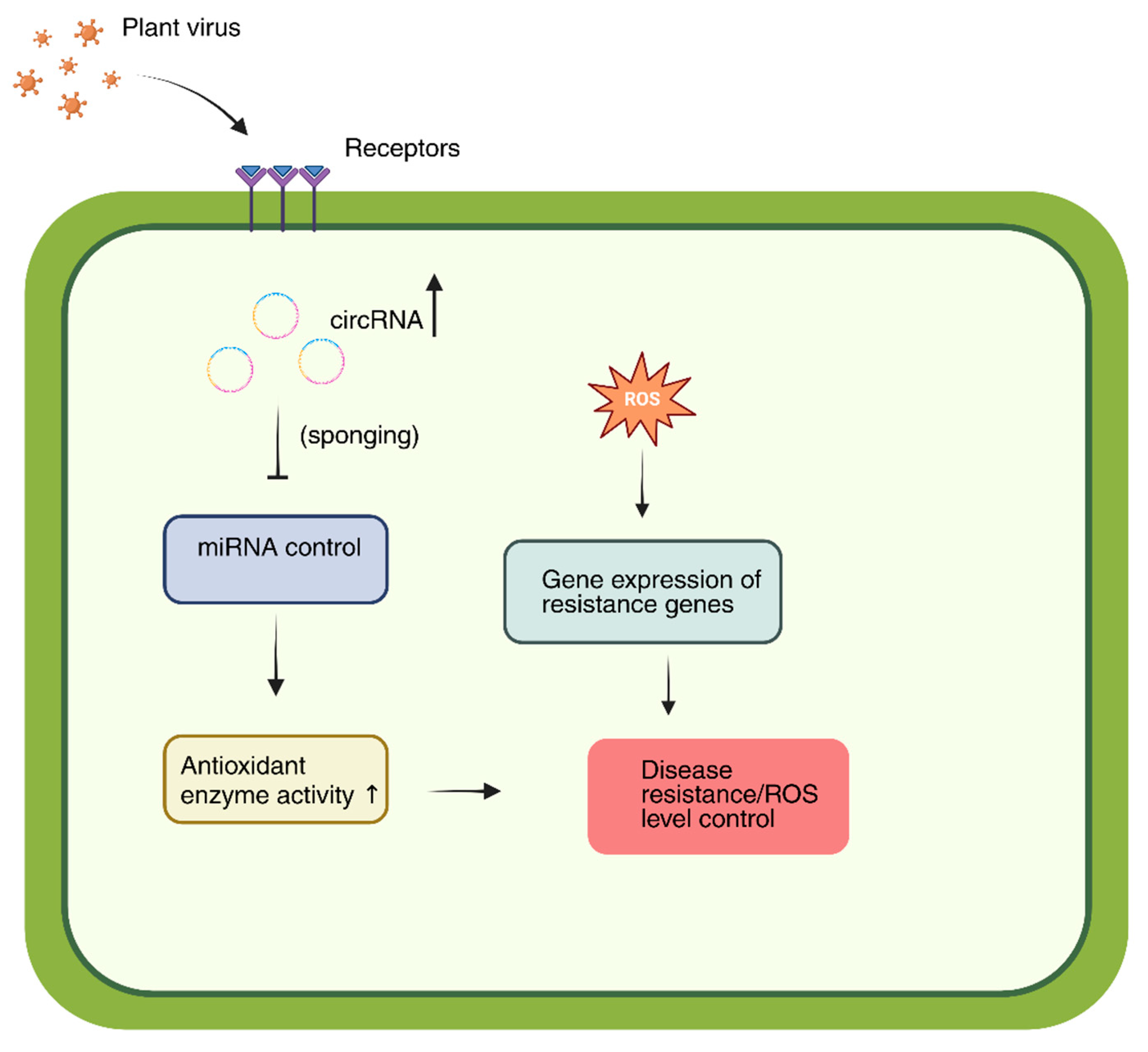 Plants 14 03541 g005 Plants 14 03541 g005