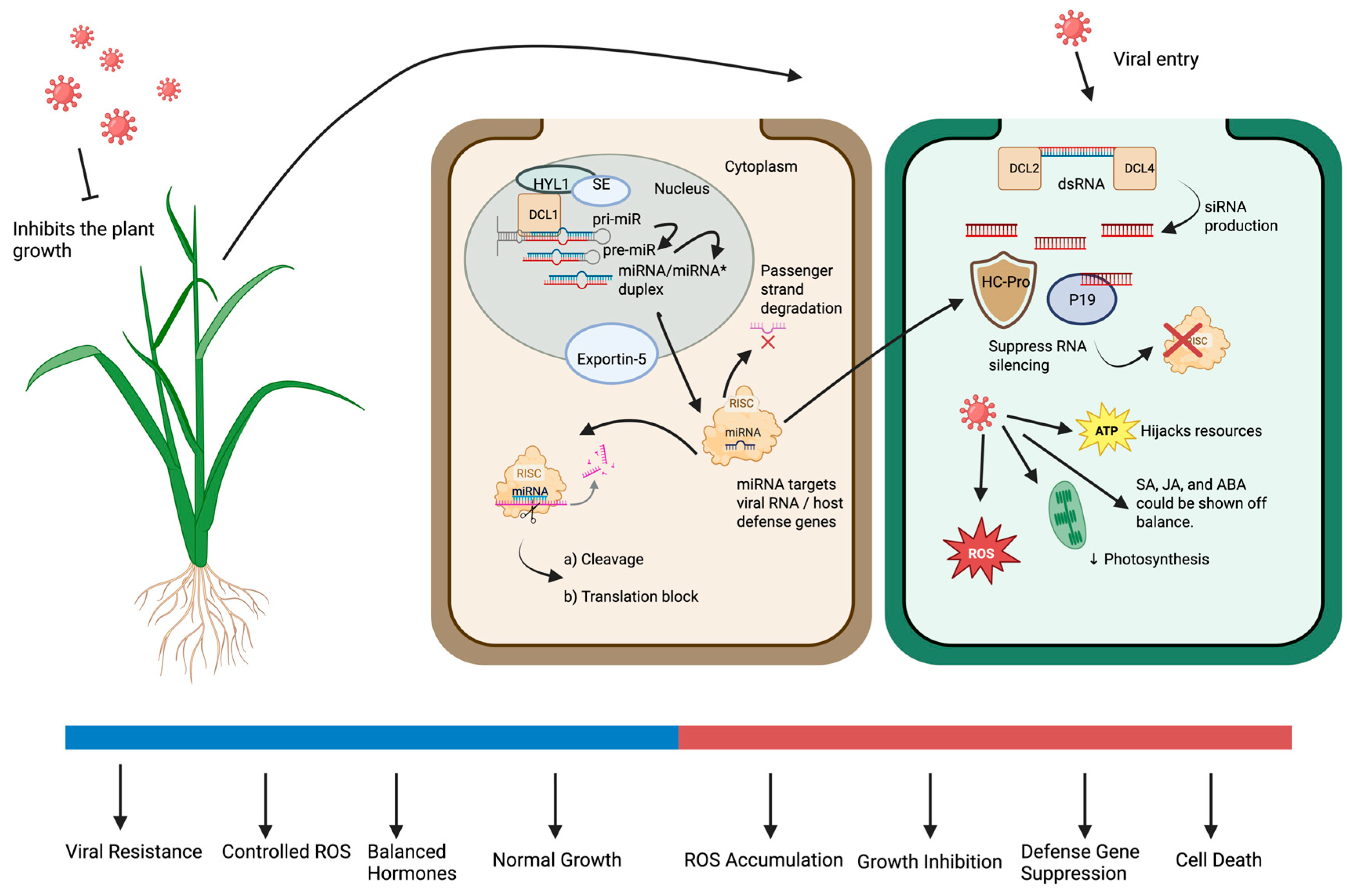 Plants 14 03541 g007 Plants 14 03541 g007