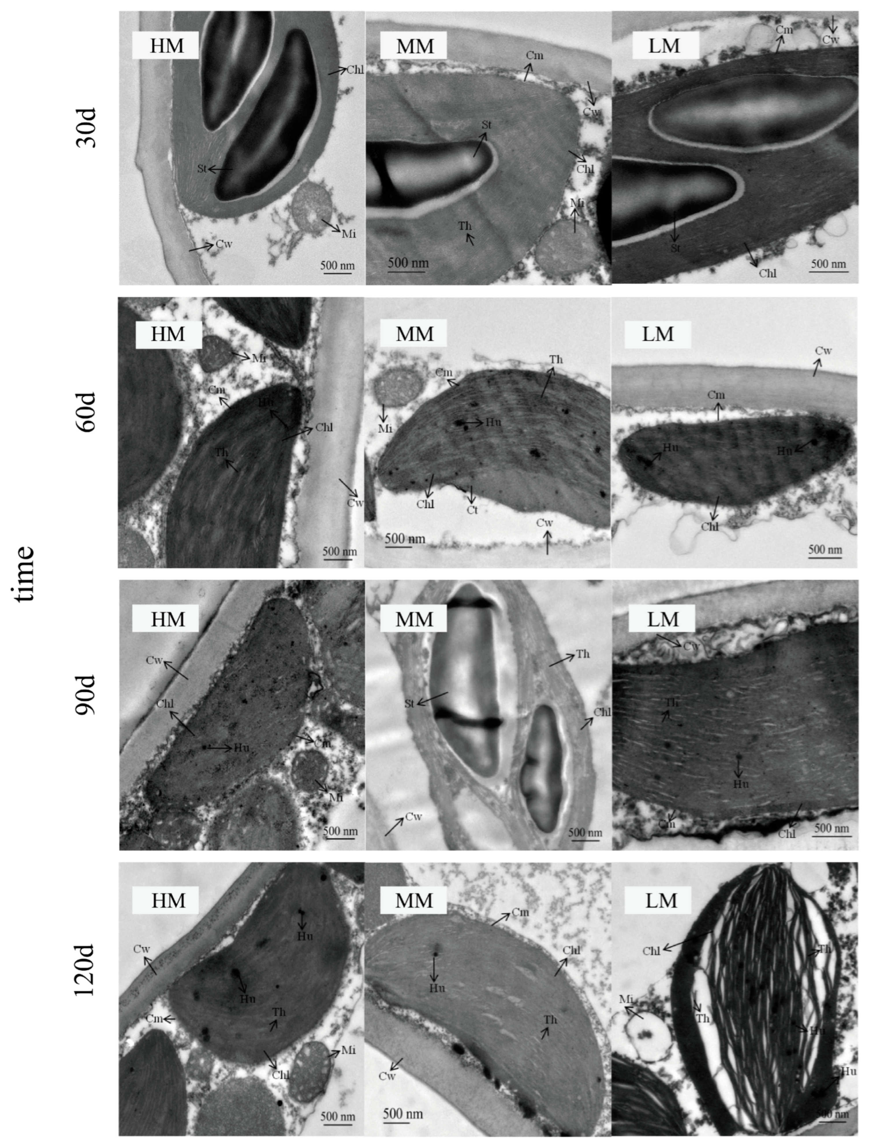 Plants 14 03542 g007 Plants 14 03542 g007