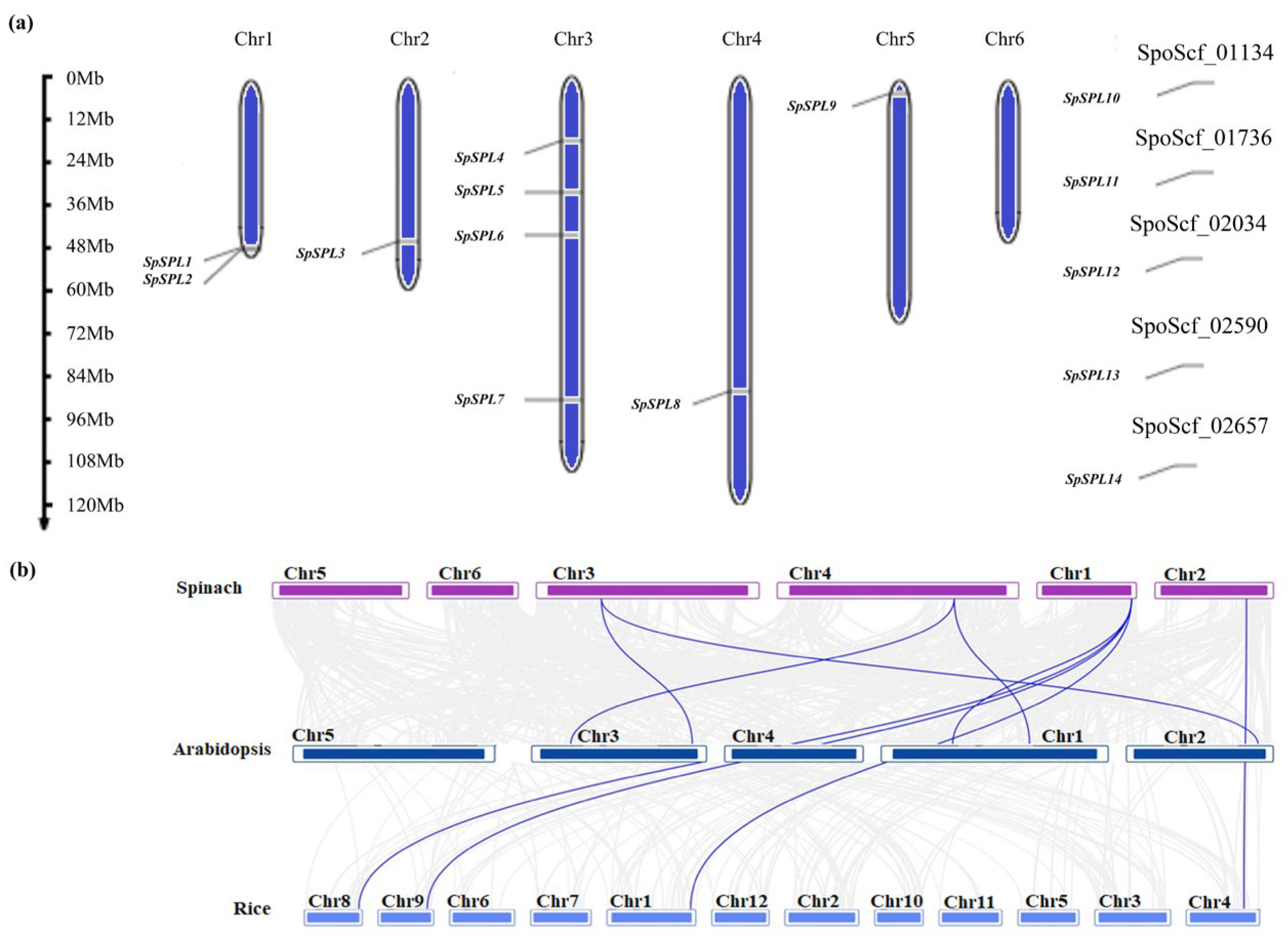 Plants 14 03543 g004