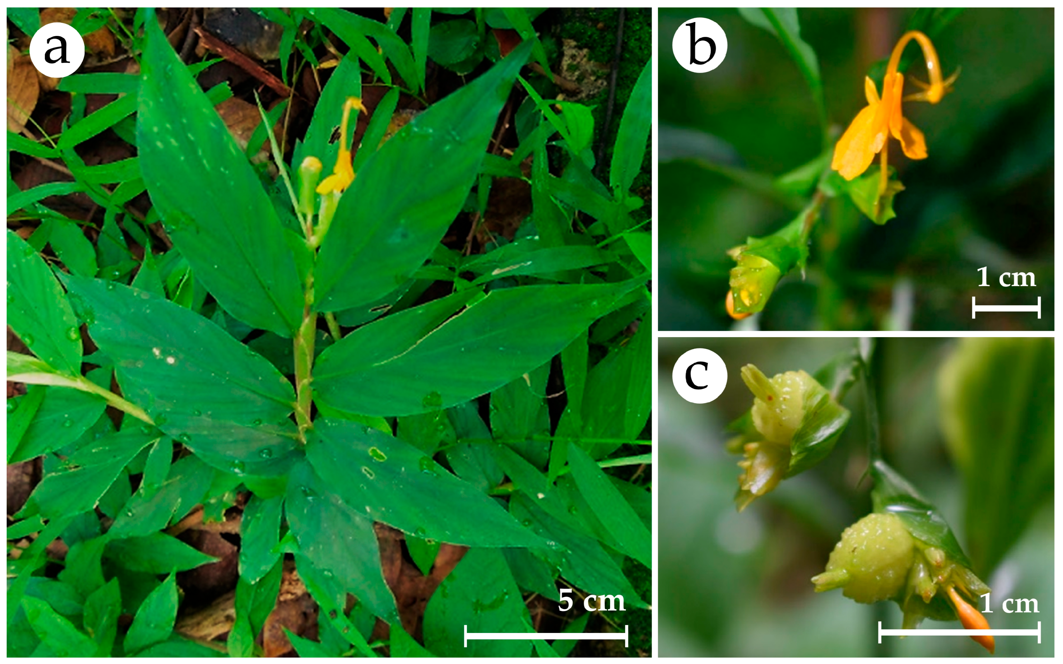 Plants 14 03544 g001