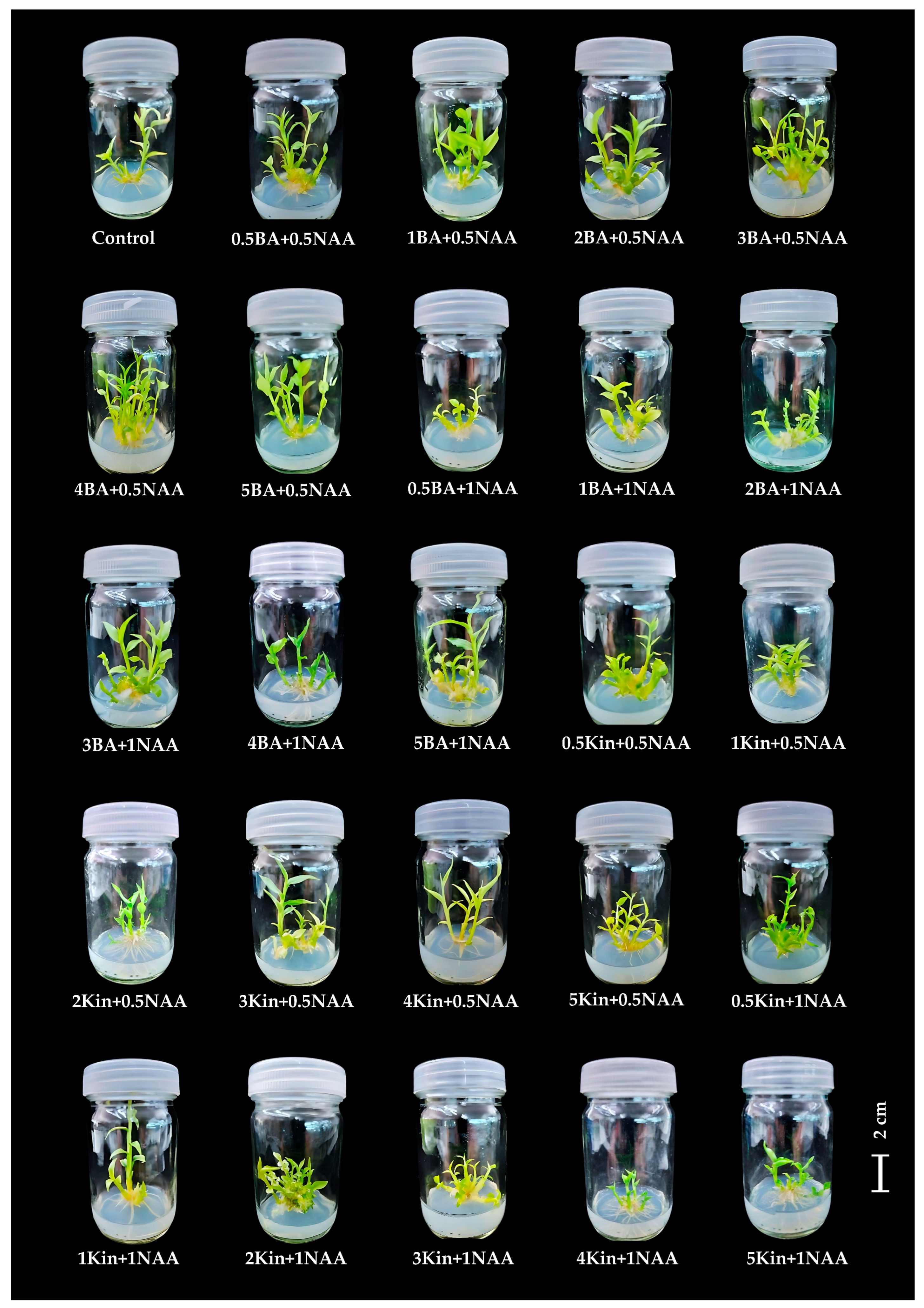 Plants 14 03544 g004