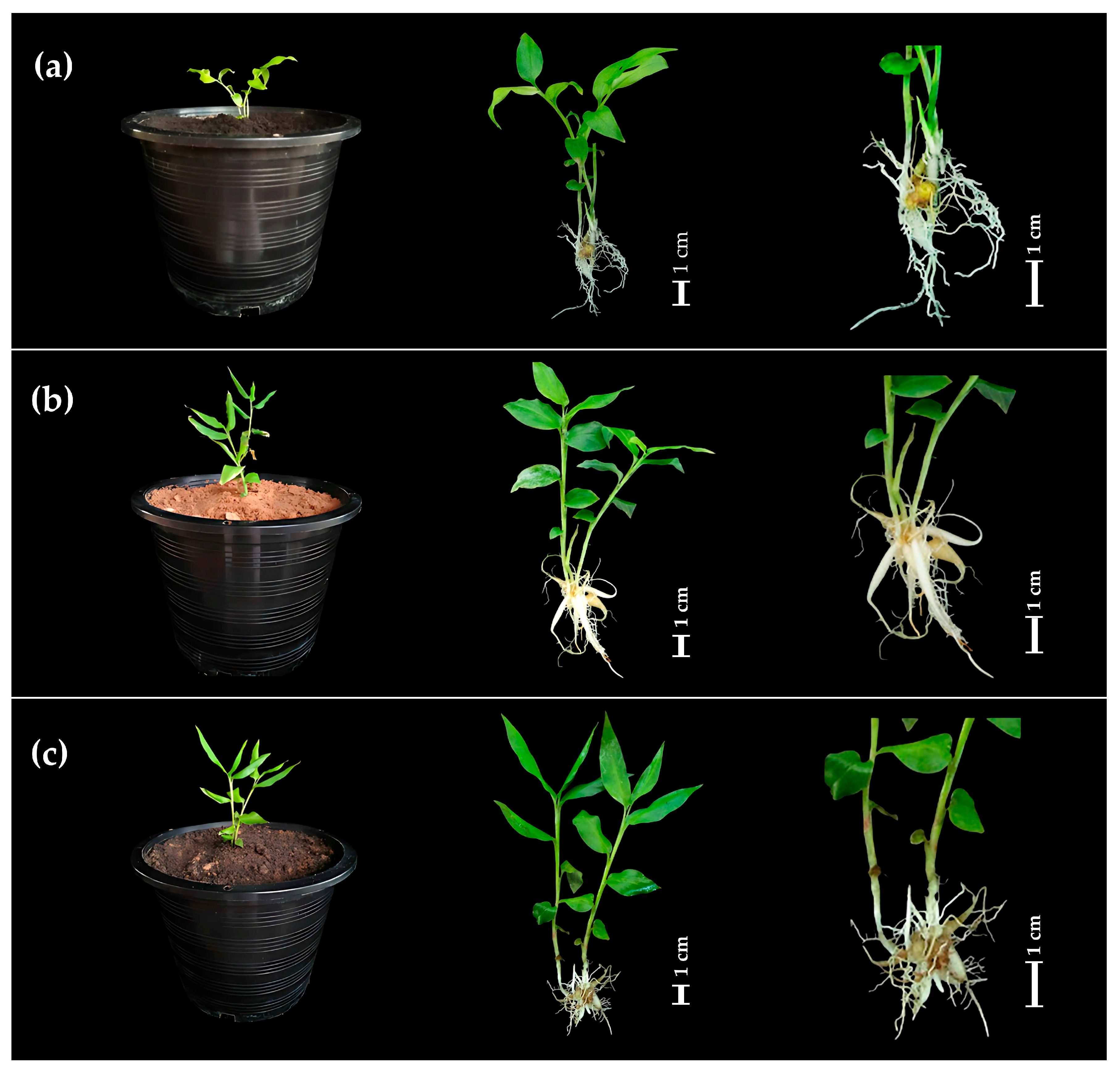 Plants 14 03544 g005