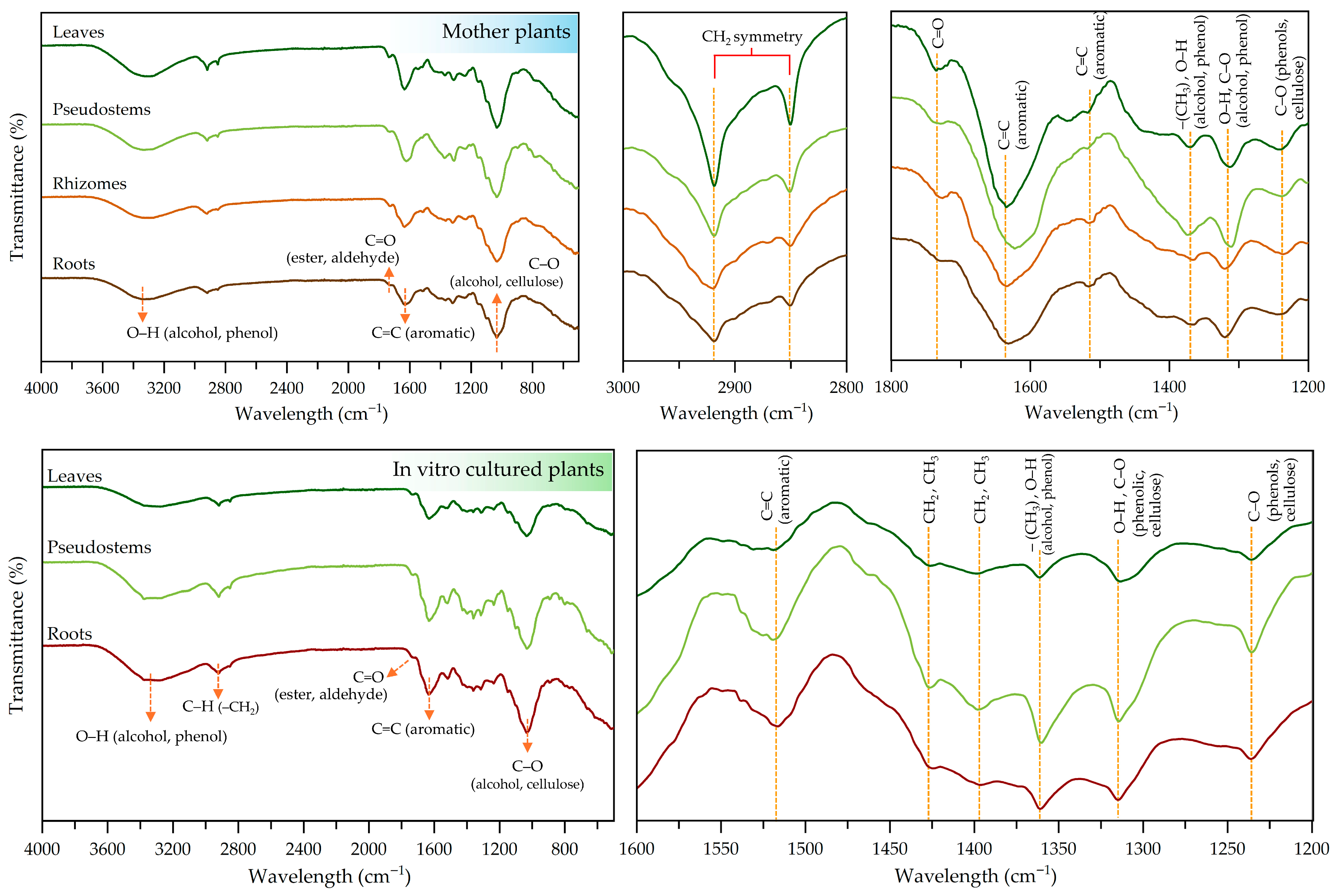 Plants 14 03544 g008