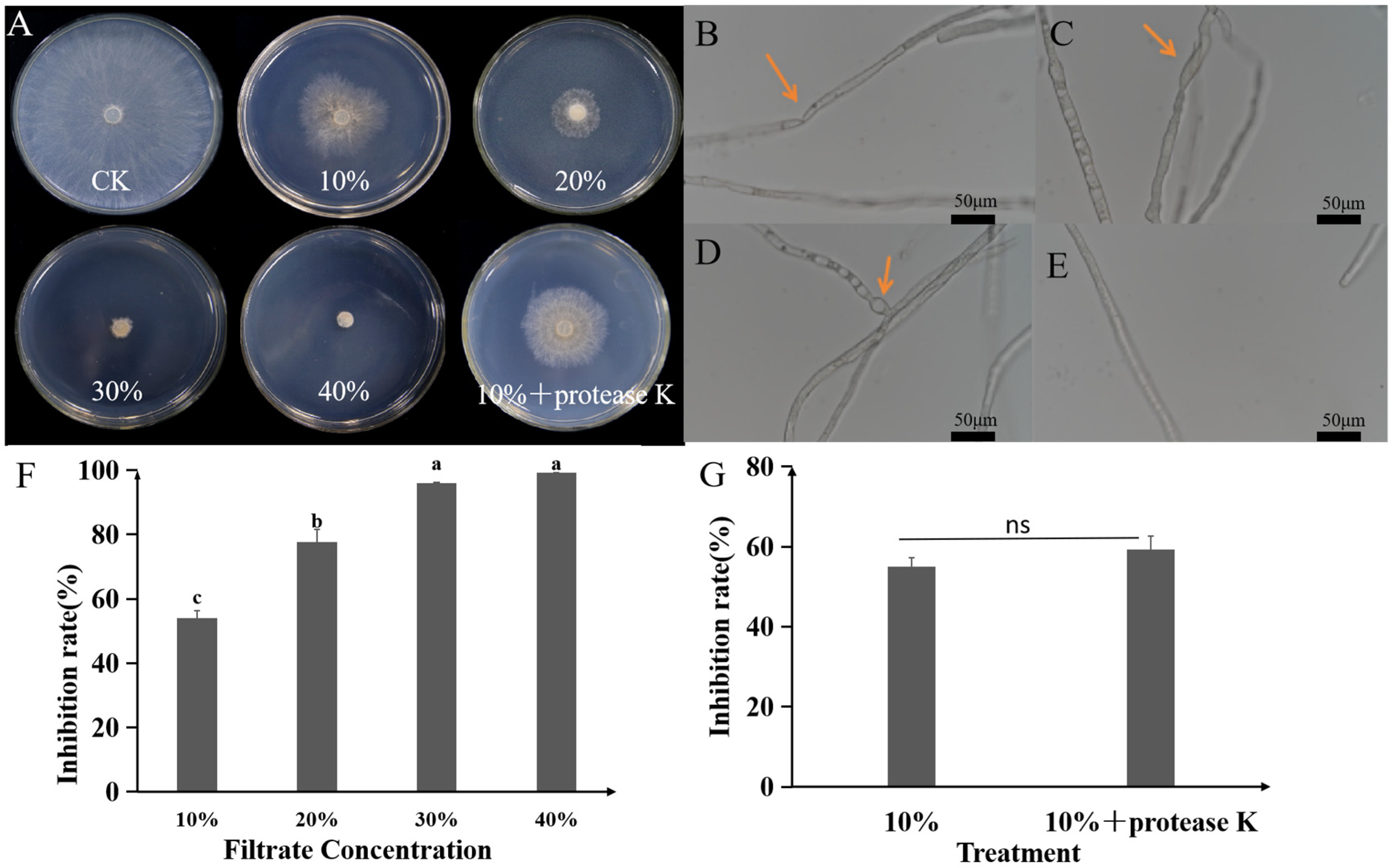 Plants 14 03546 g006
