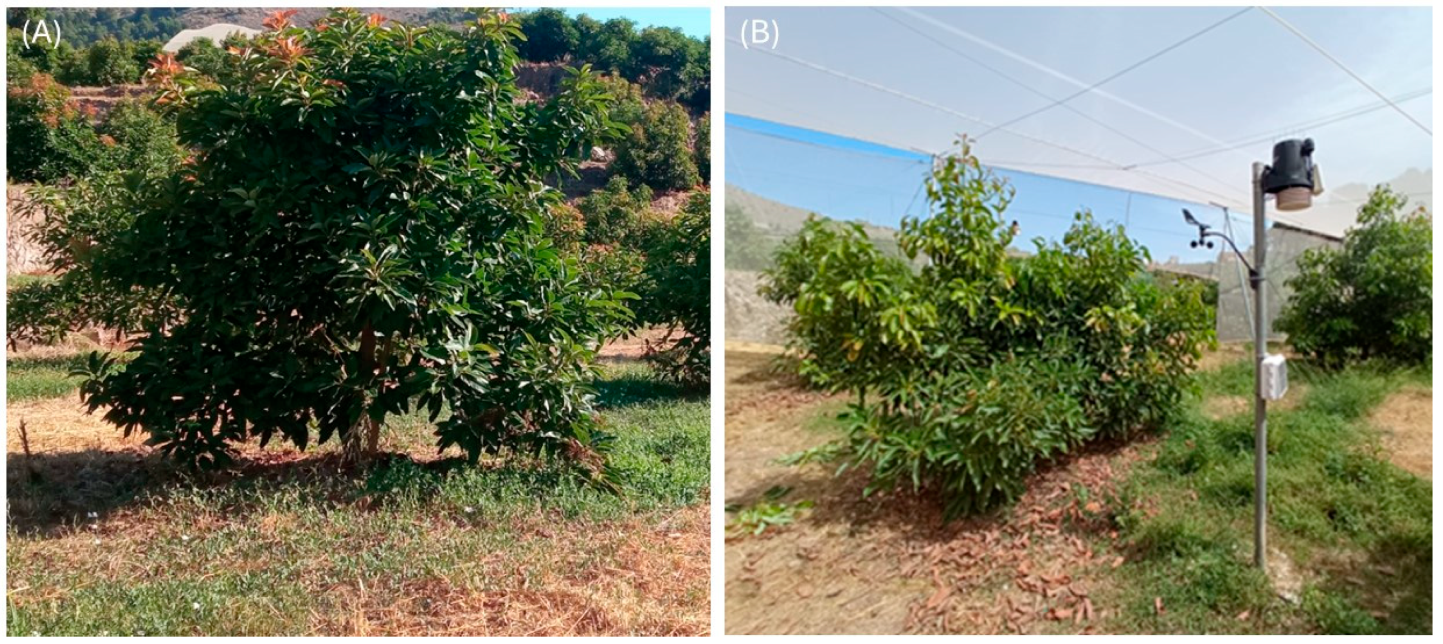 Plants 14 03550 g009