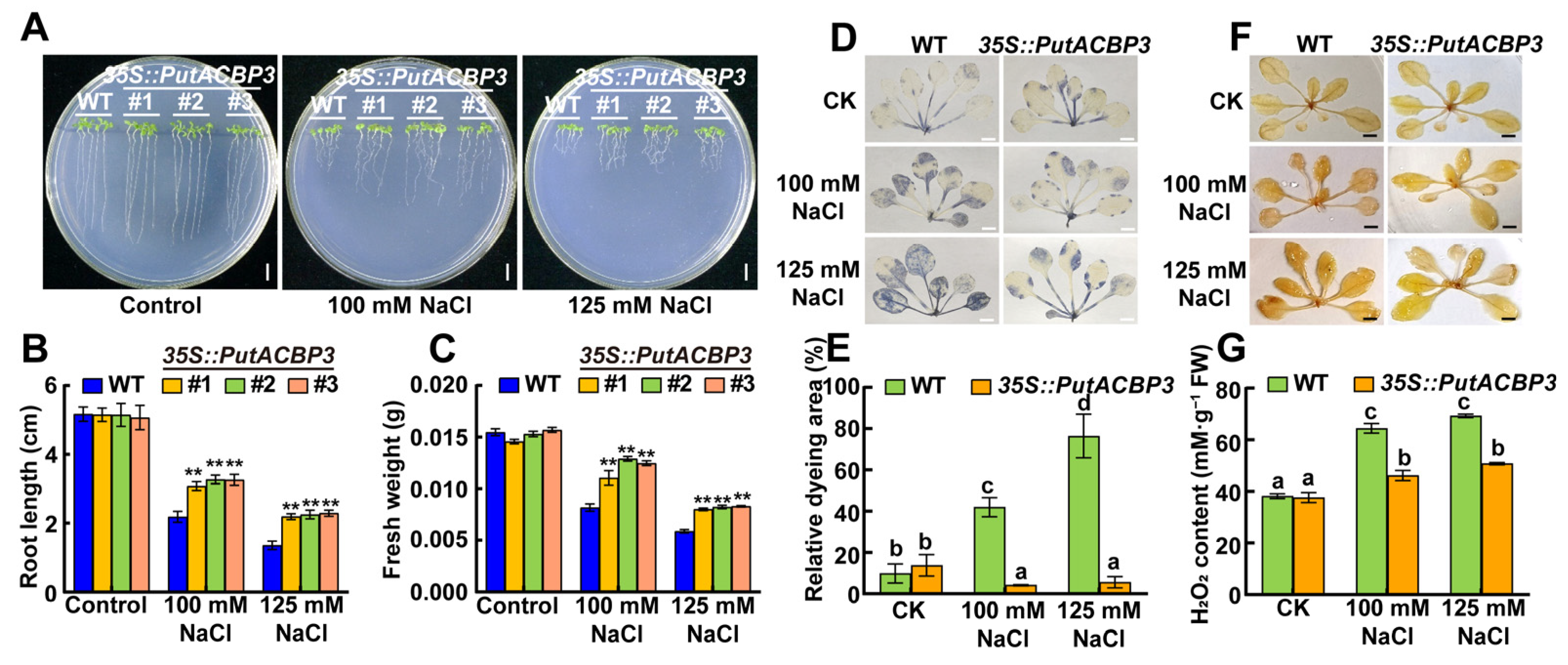 Plants 14 03551 g006 Plants 14 03551 g006