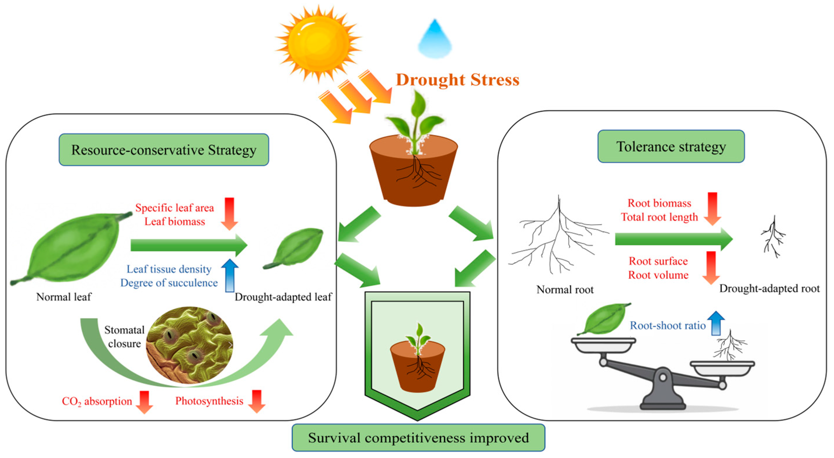 Plants 14 03552 g006