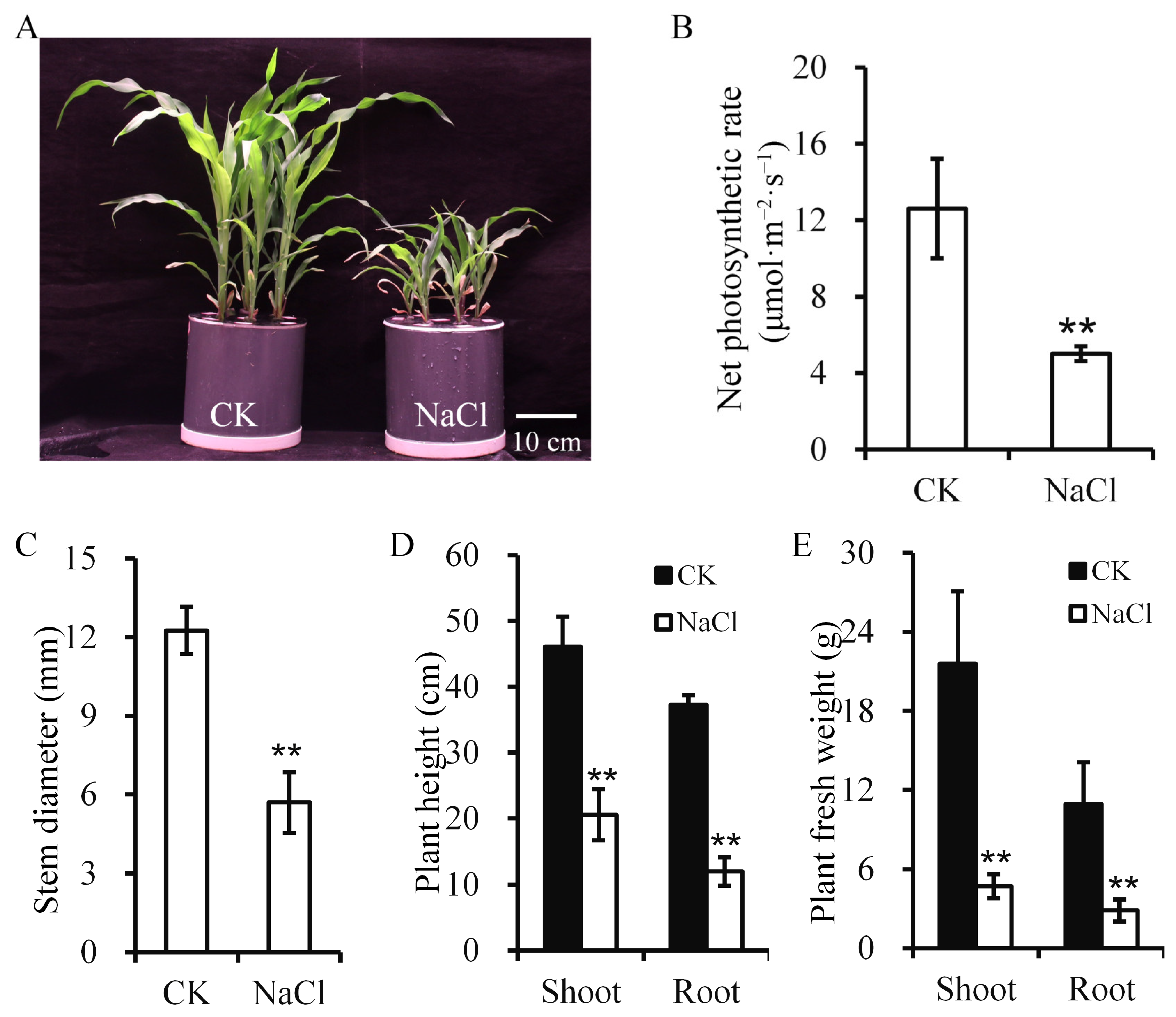 Plants 14 03554 g001 Plants 14 03554 g001