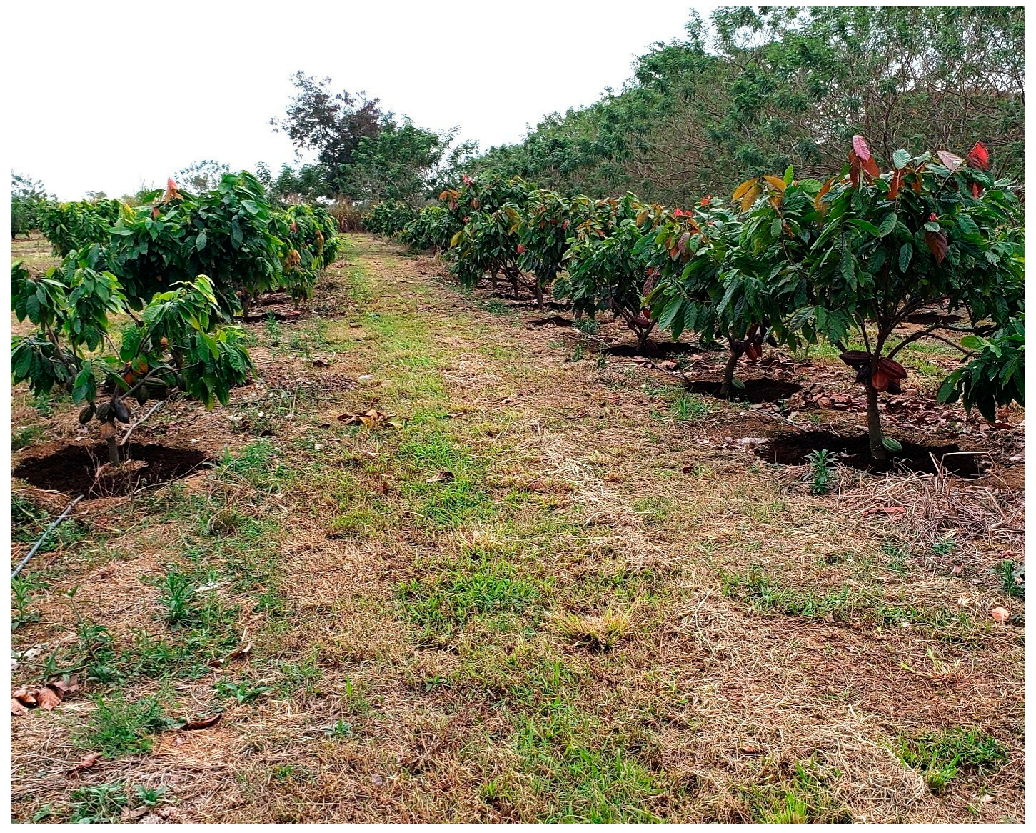 Plants 14 03555 g002