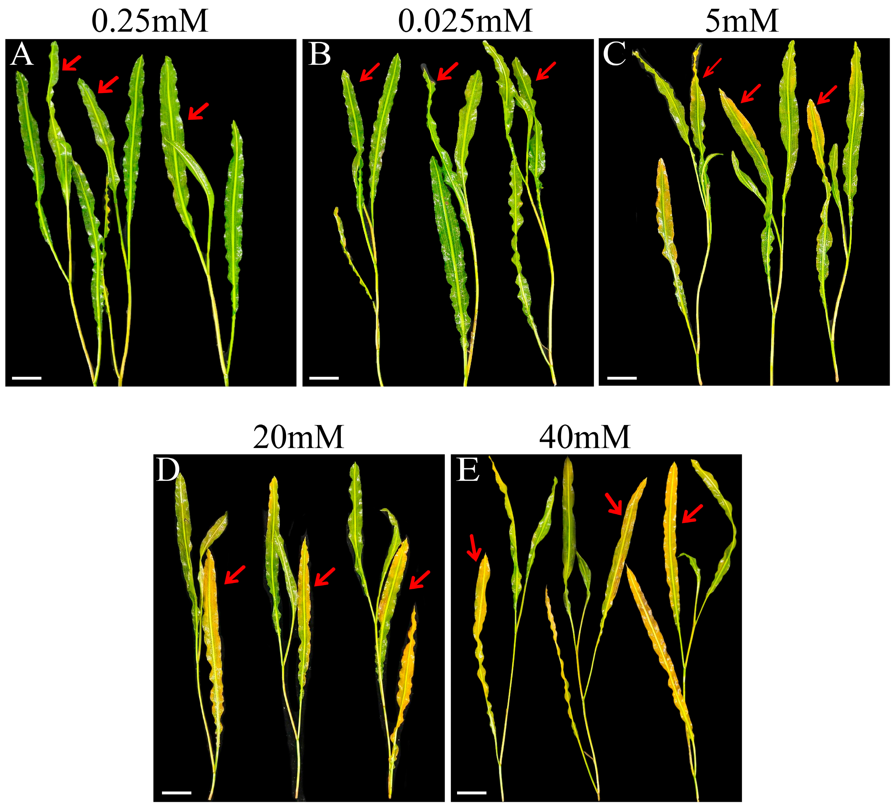 Plants 14 03556 g001