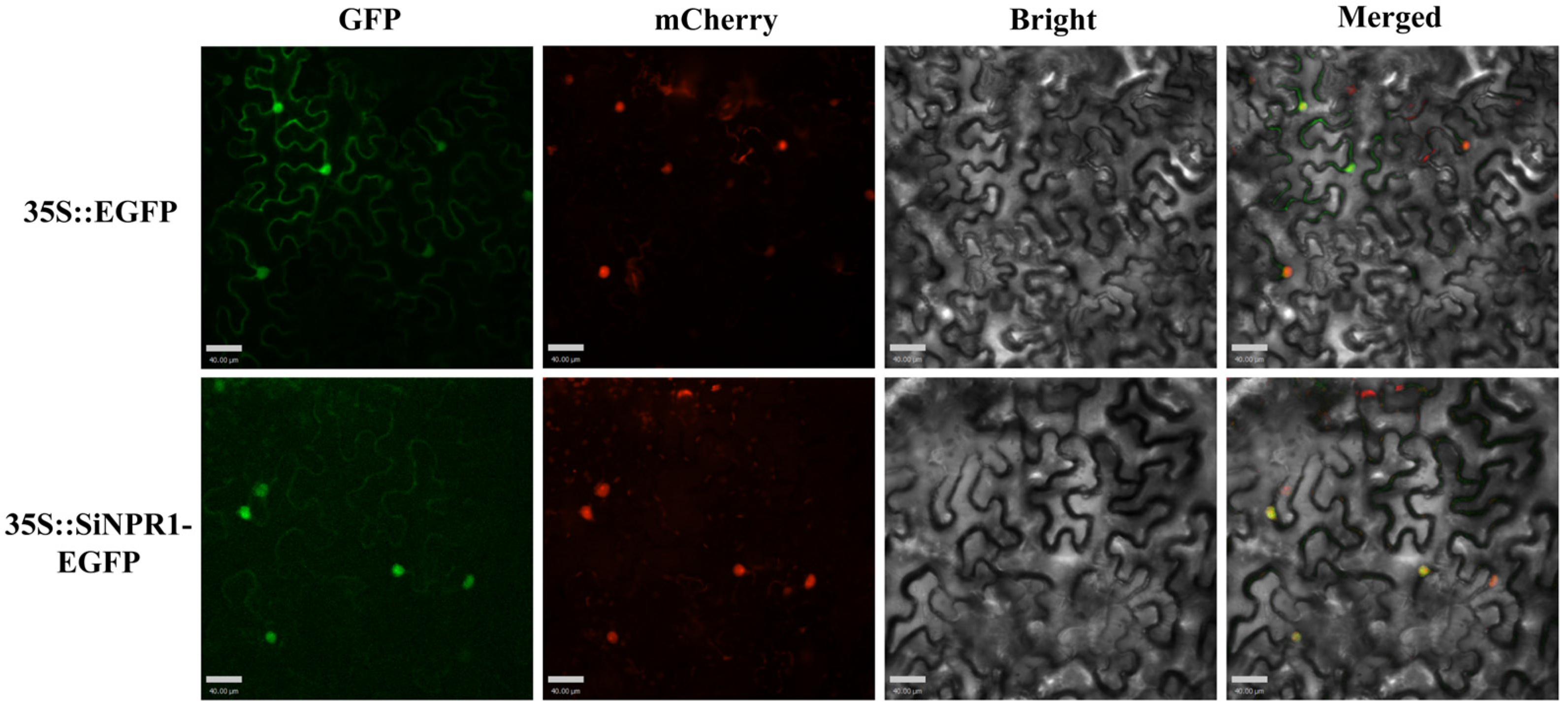Plants 14 03557 g006