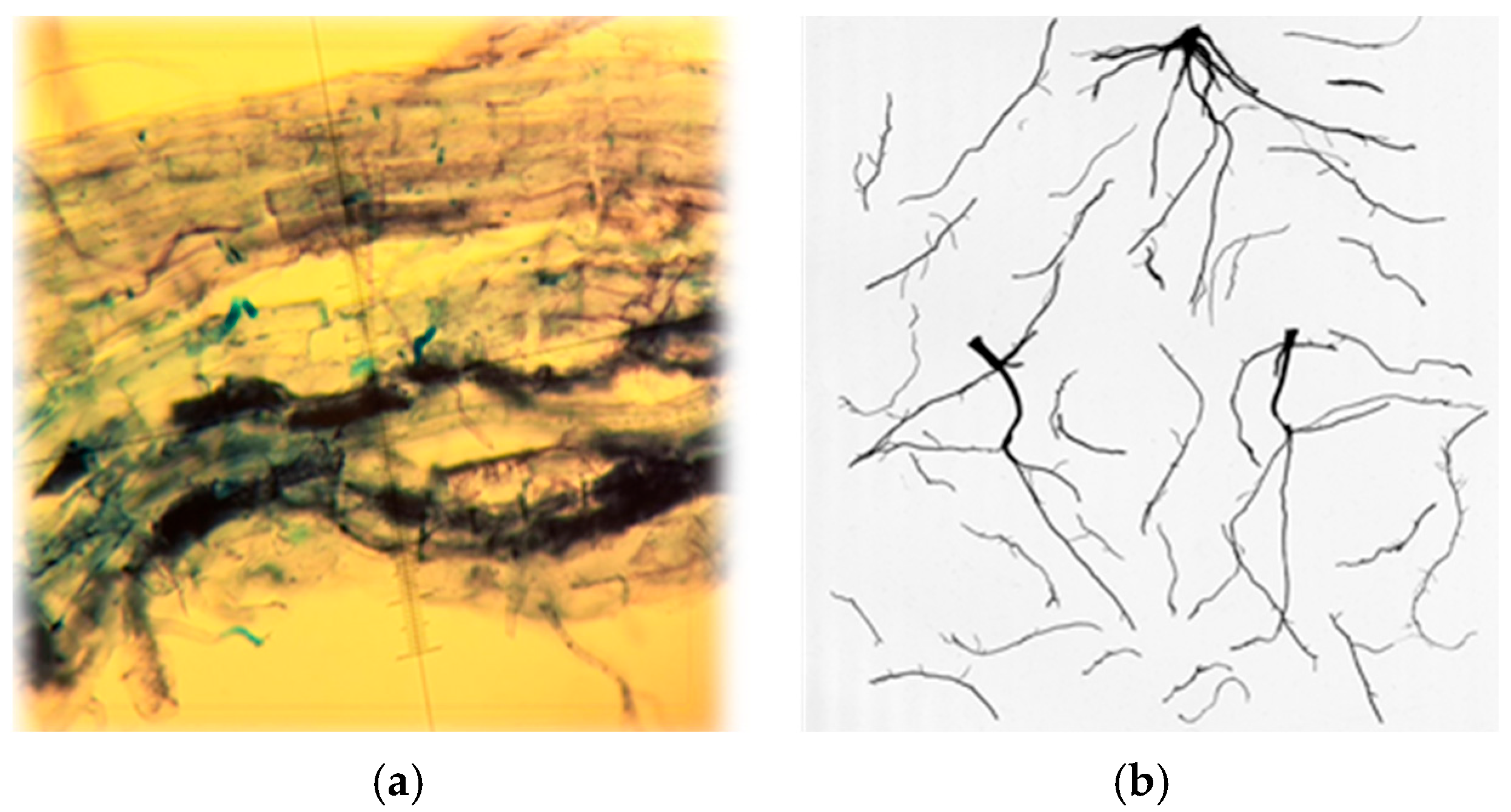 Plants 14 03561 g005
