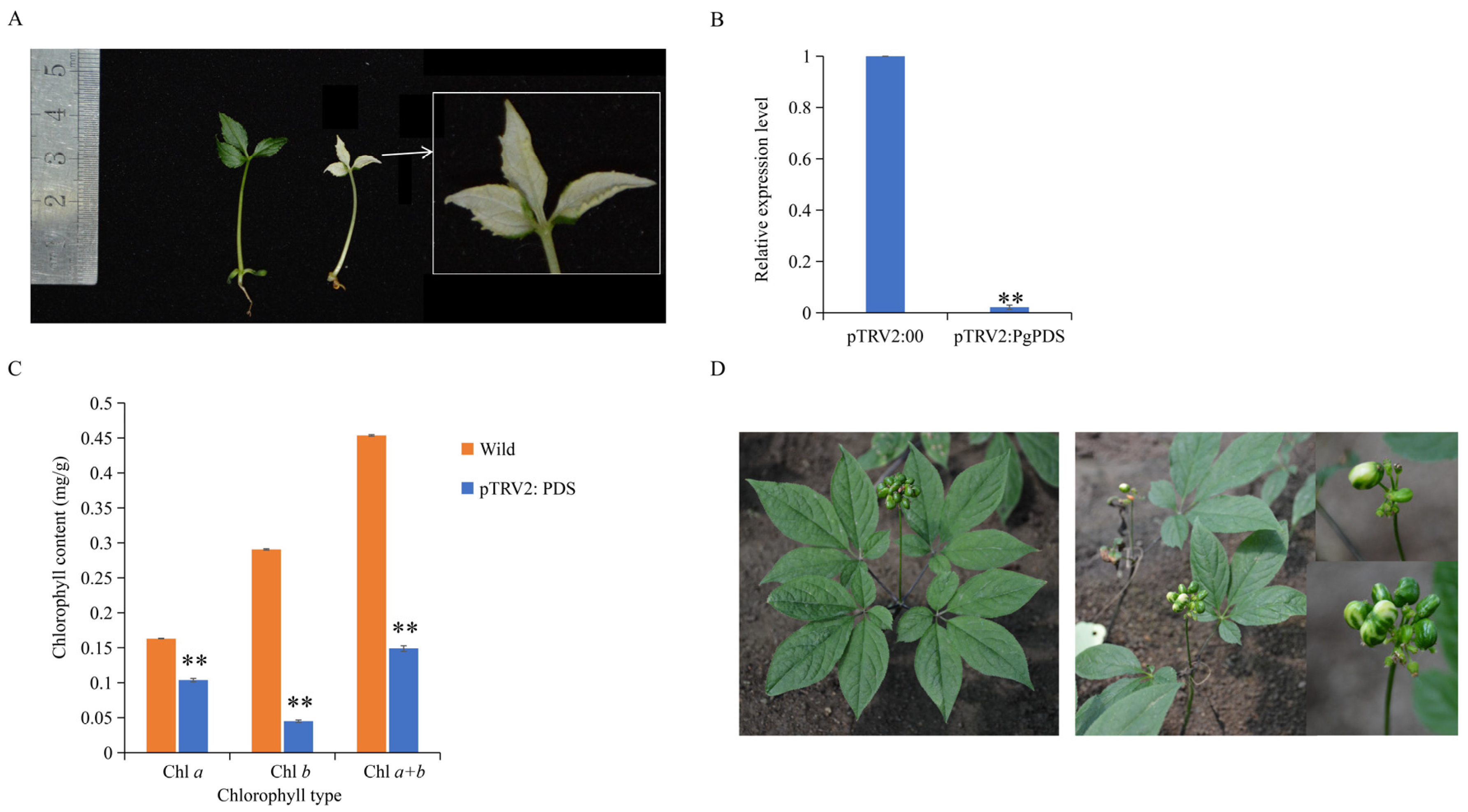 Plants 14 03562 g005 Plants 14 03562 g005