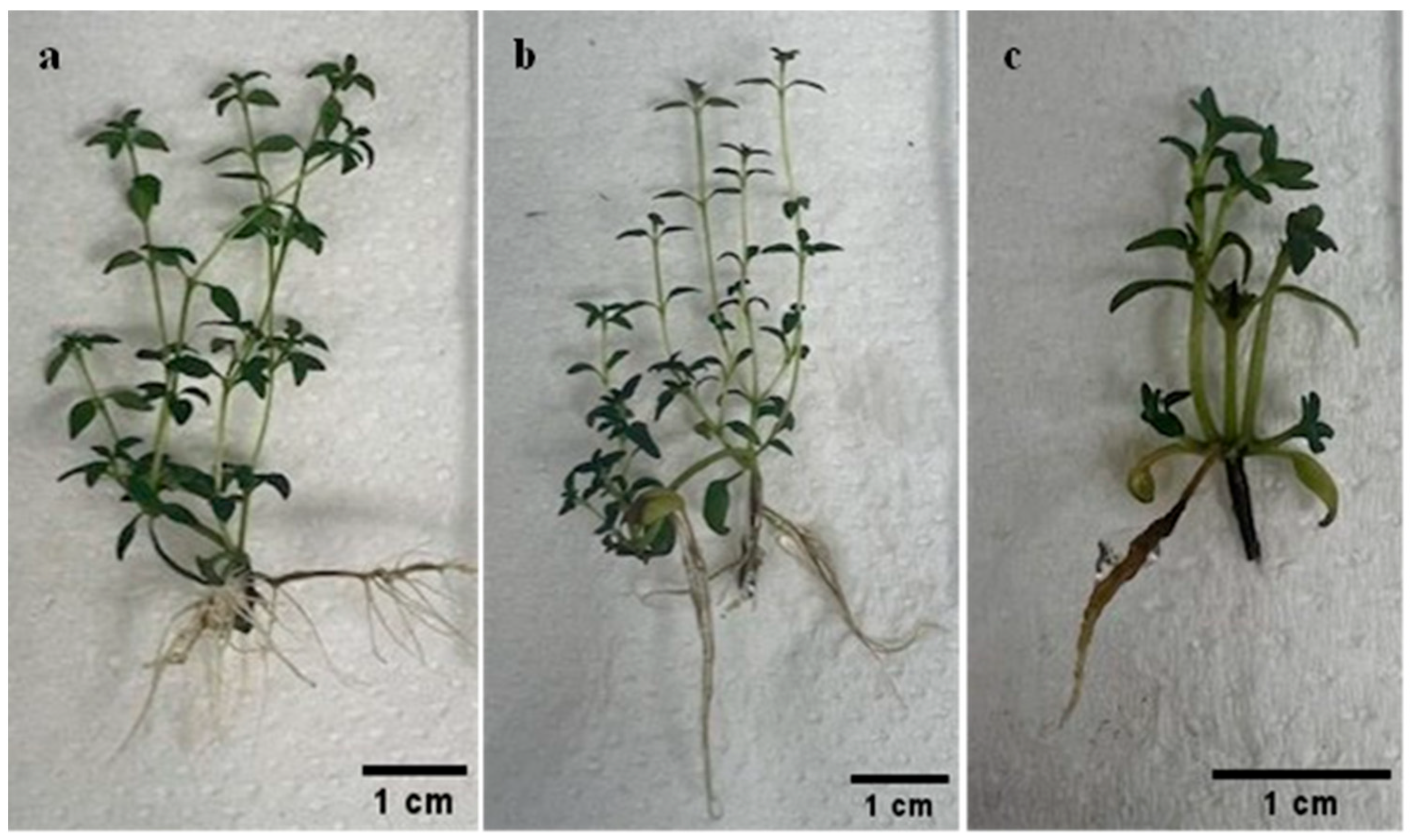 Plants 14 03567 g002