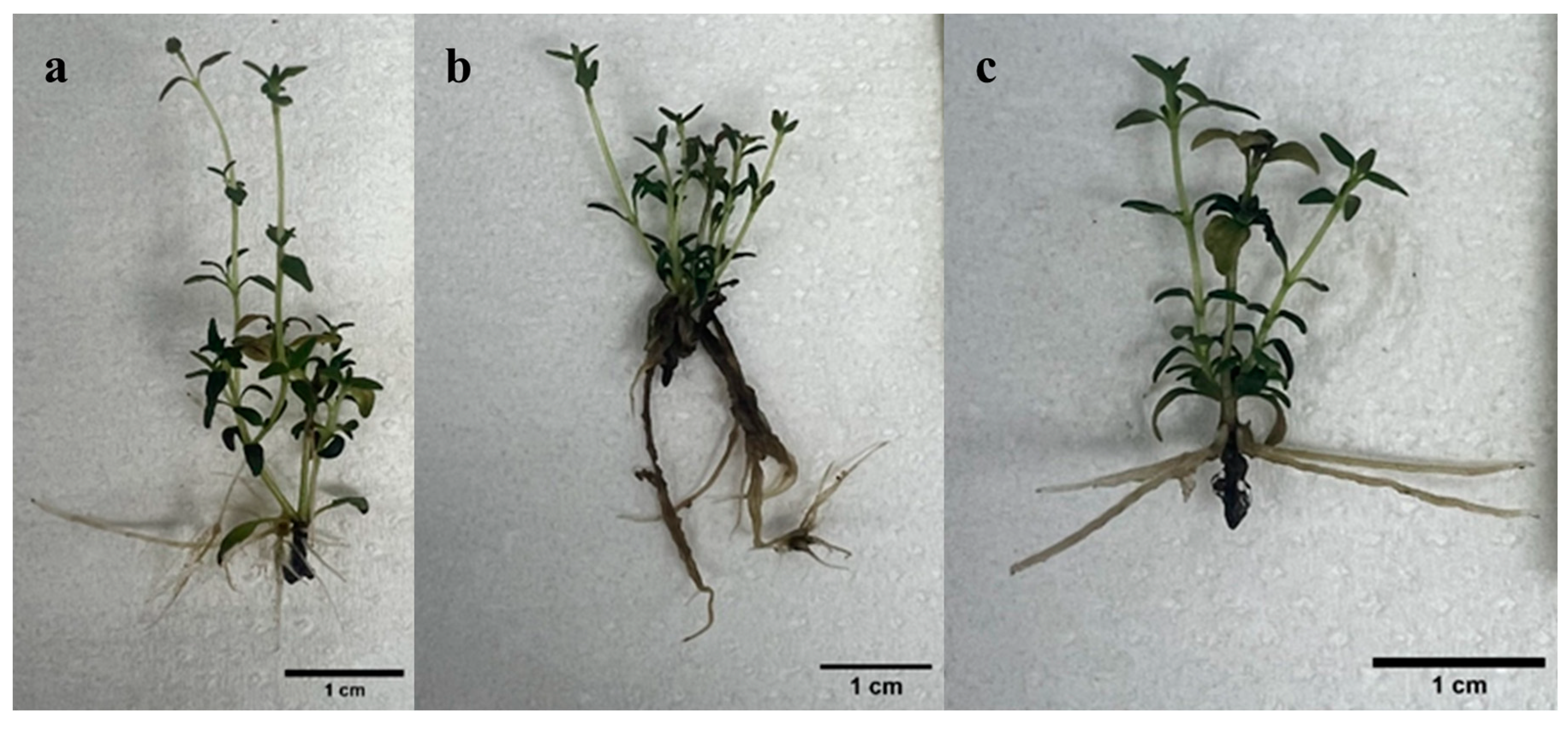 Plants 14 03567 g004