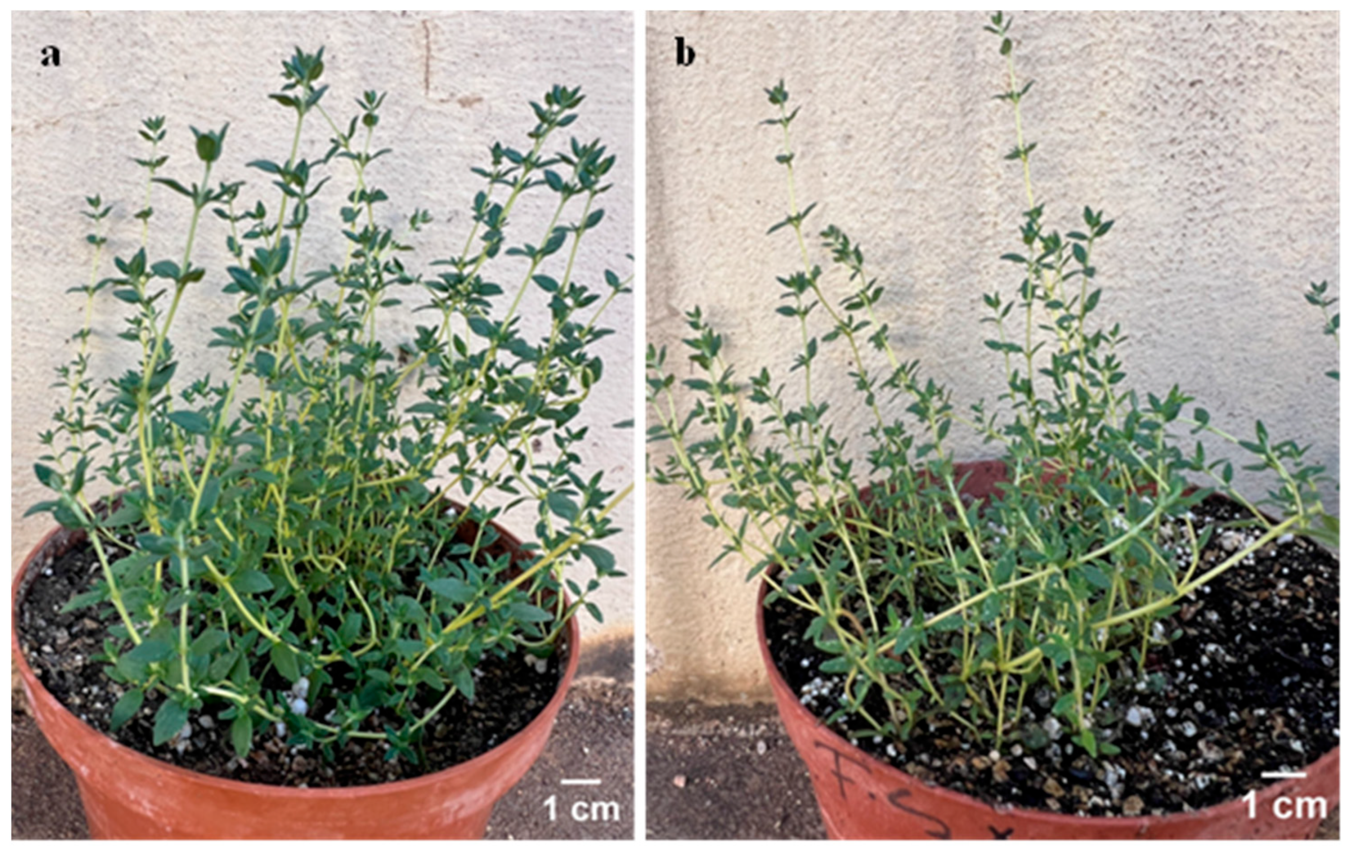 Plants 14 03567 g005