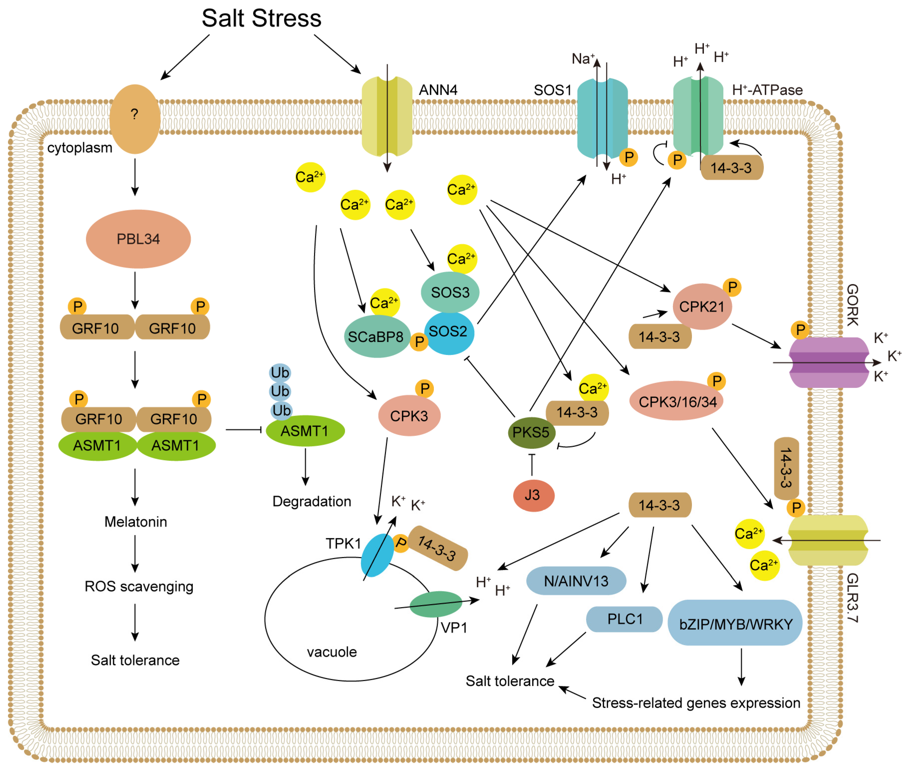 Plants 14 03568 g001