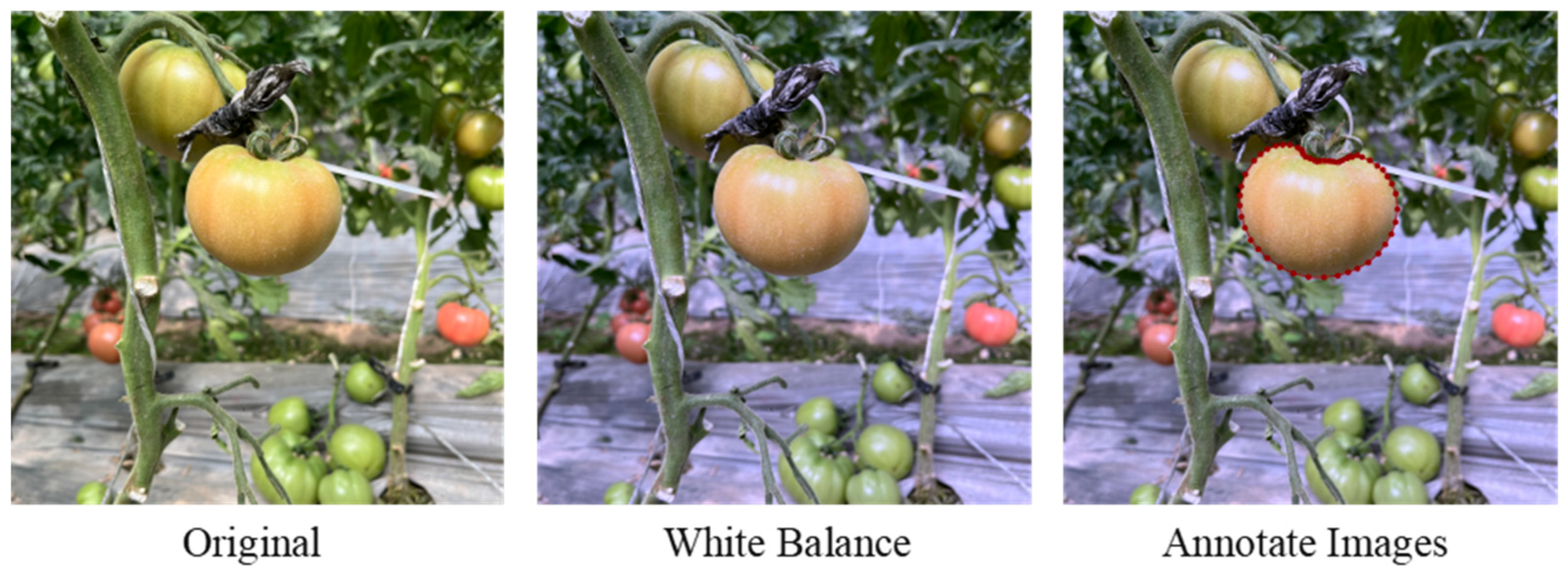 Plants 14 03569 g004