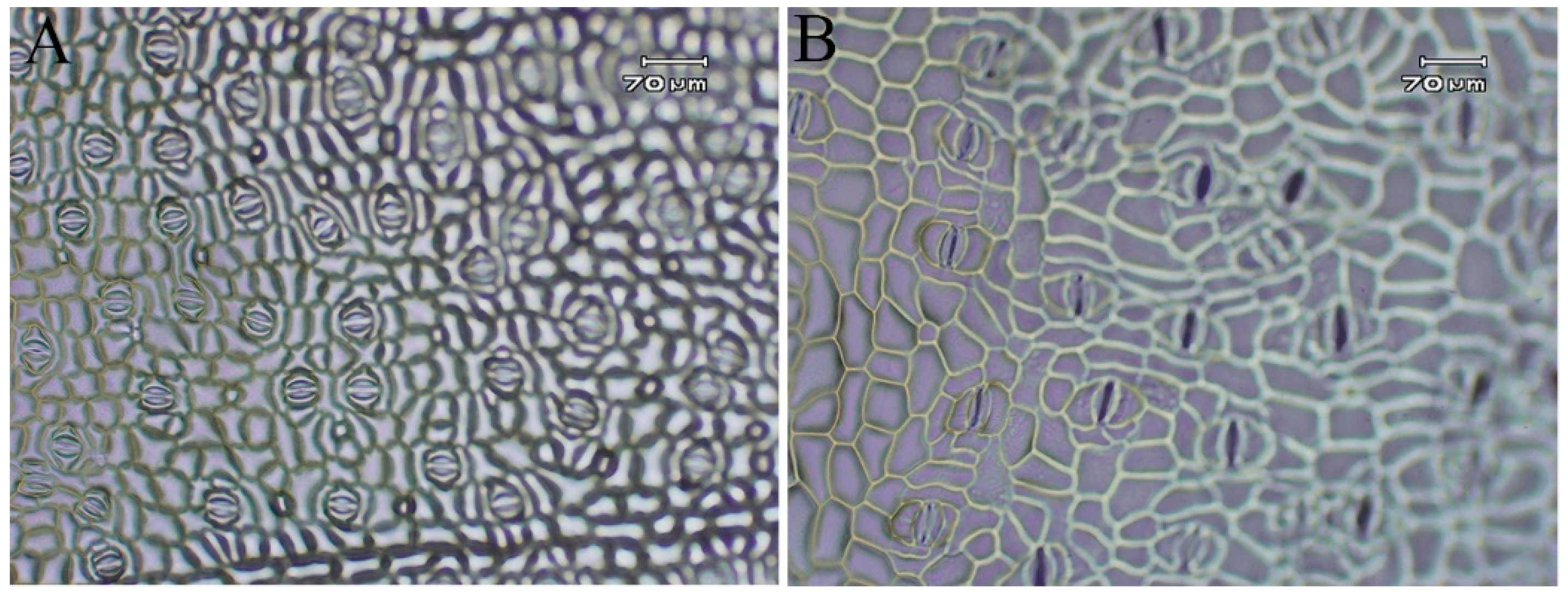 Plants 14 03573 g007