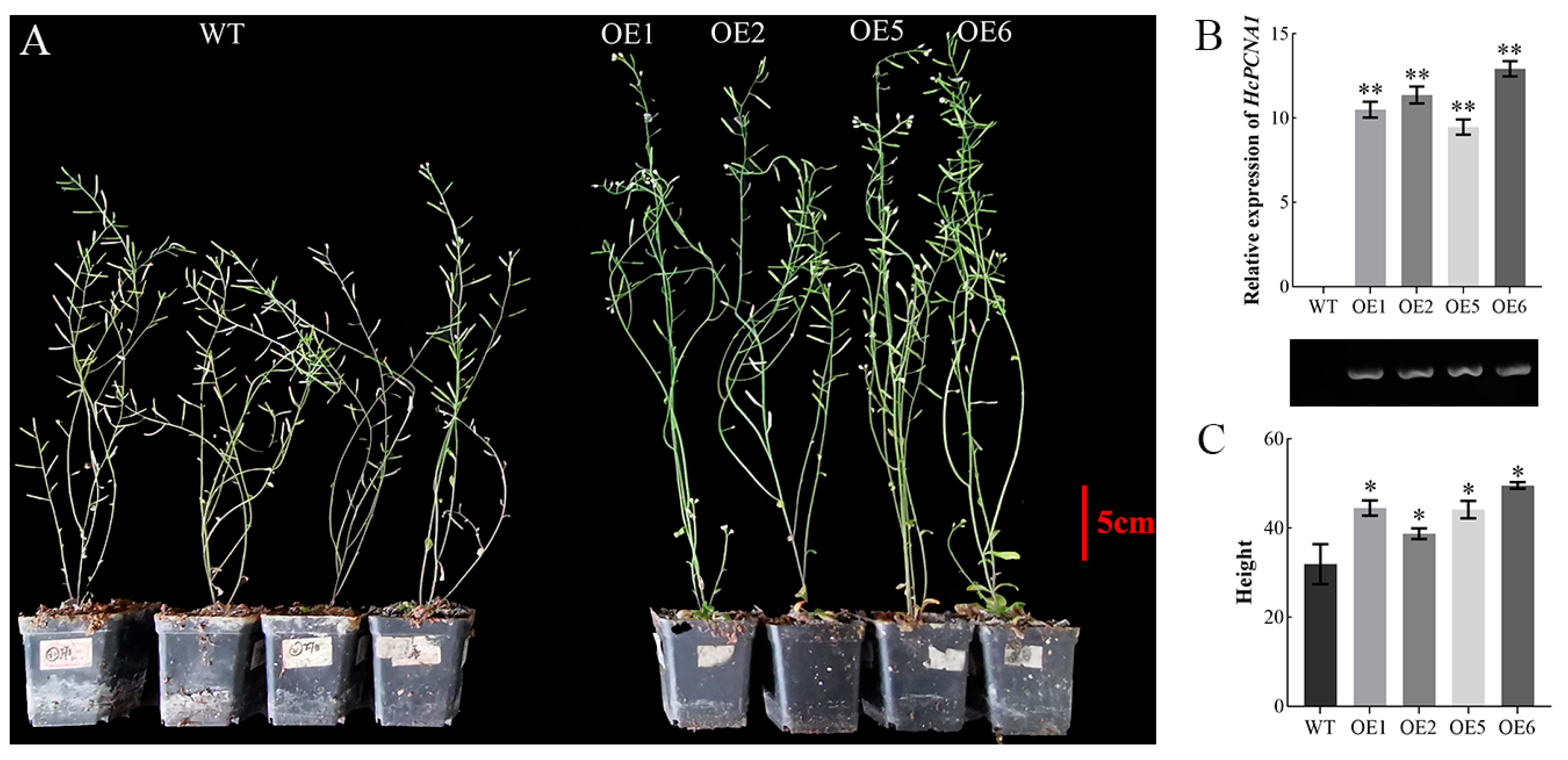 Plants 14 03573 g013