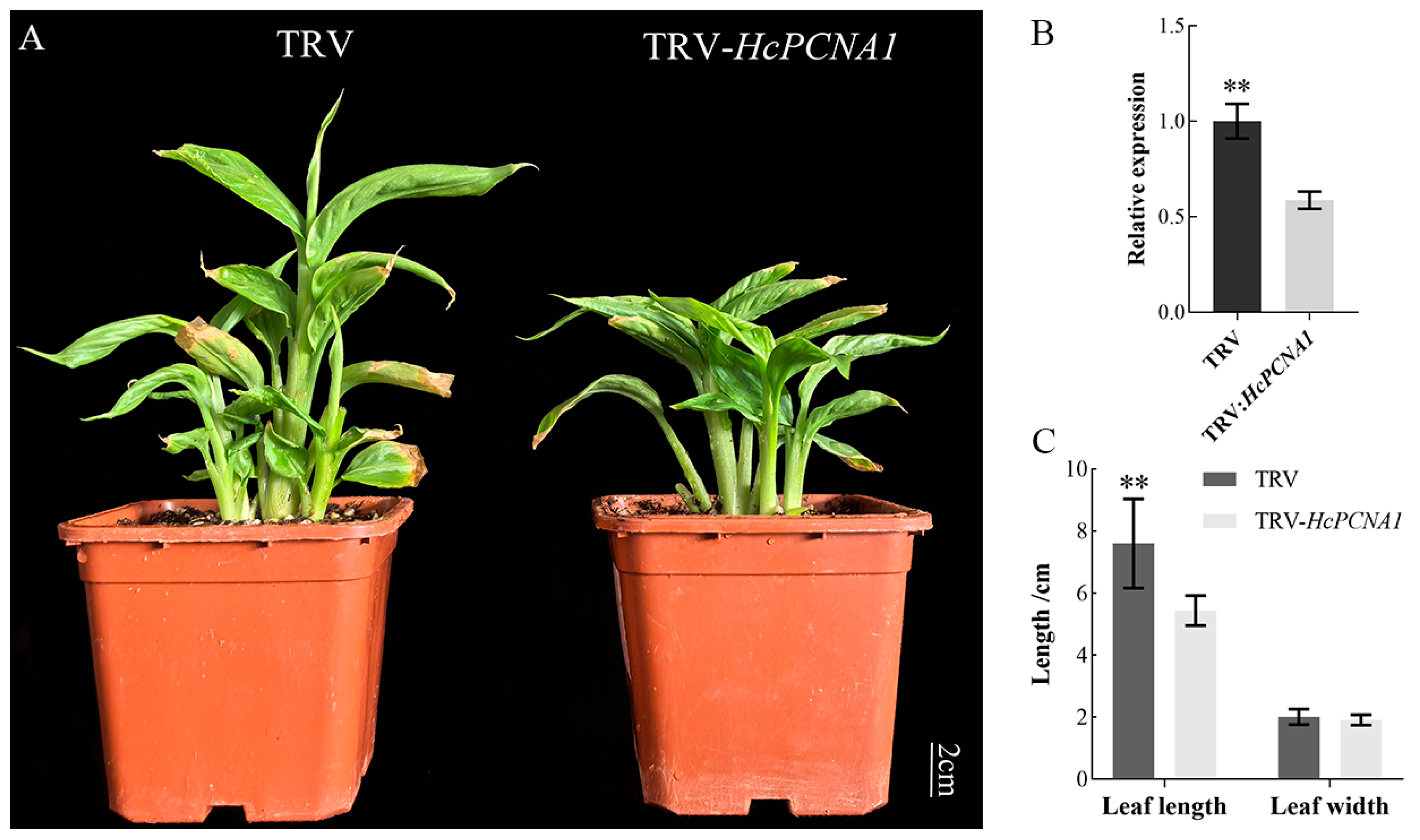 Plants 14 03573 g014