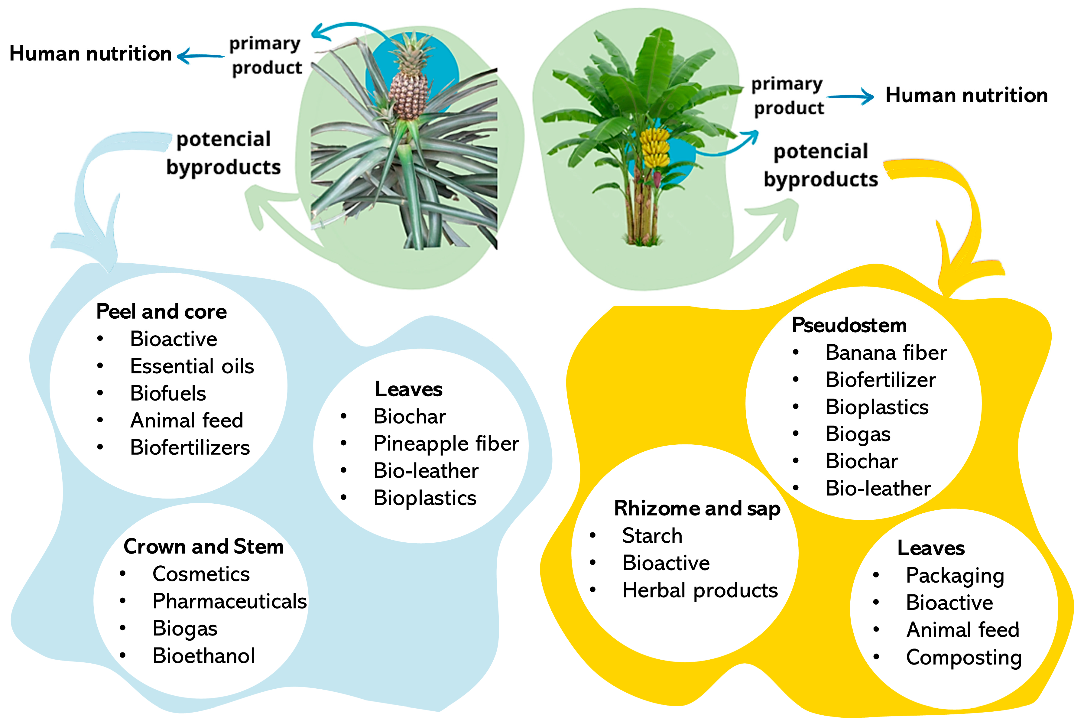 Plants 14 03574 g001 Plants 14 03574 g001