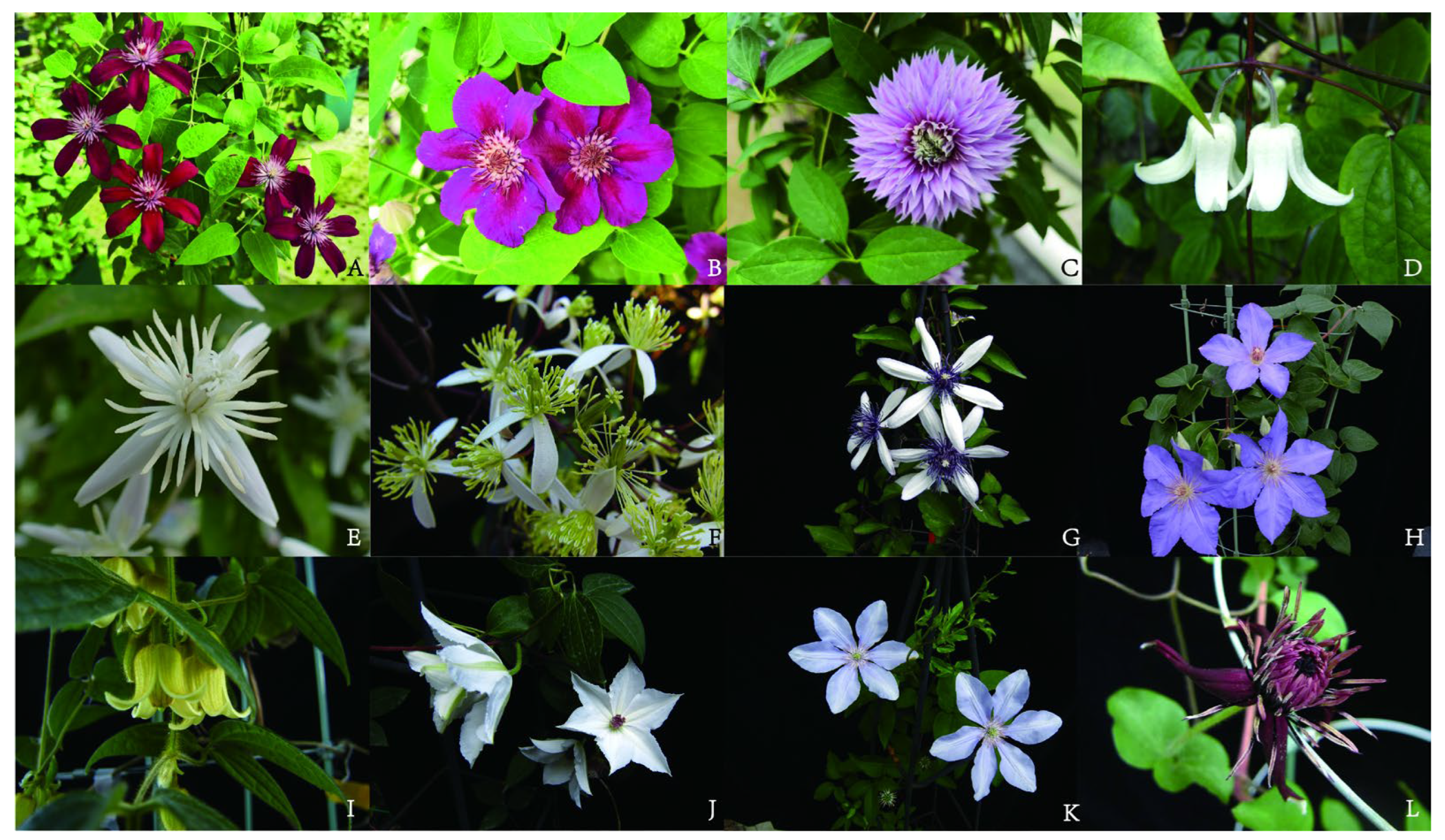 Plants 14 03575 g001