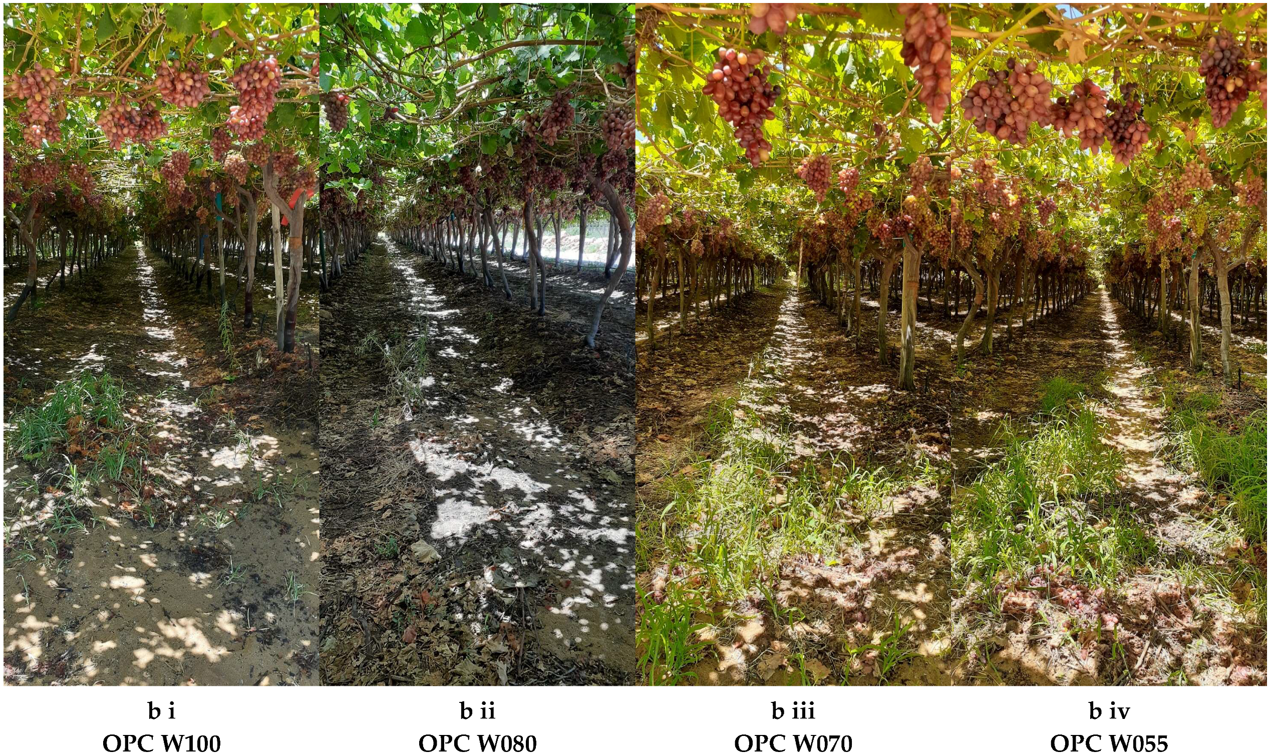 Plants 14 03579 g003c