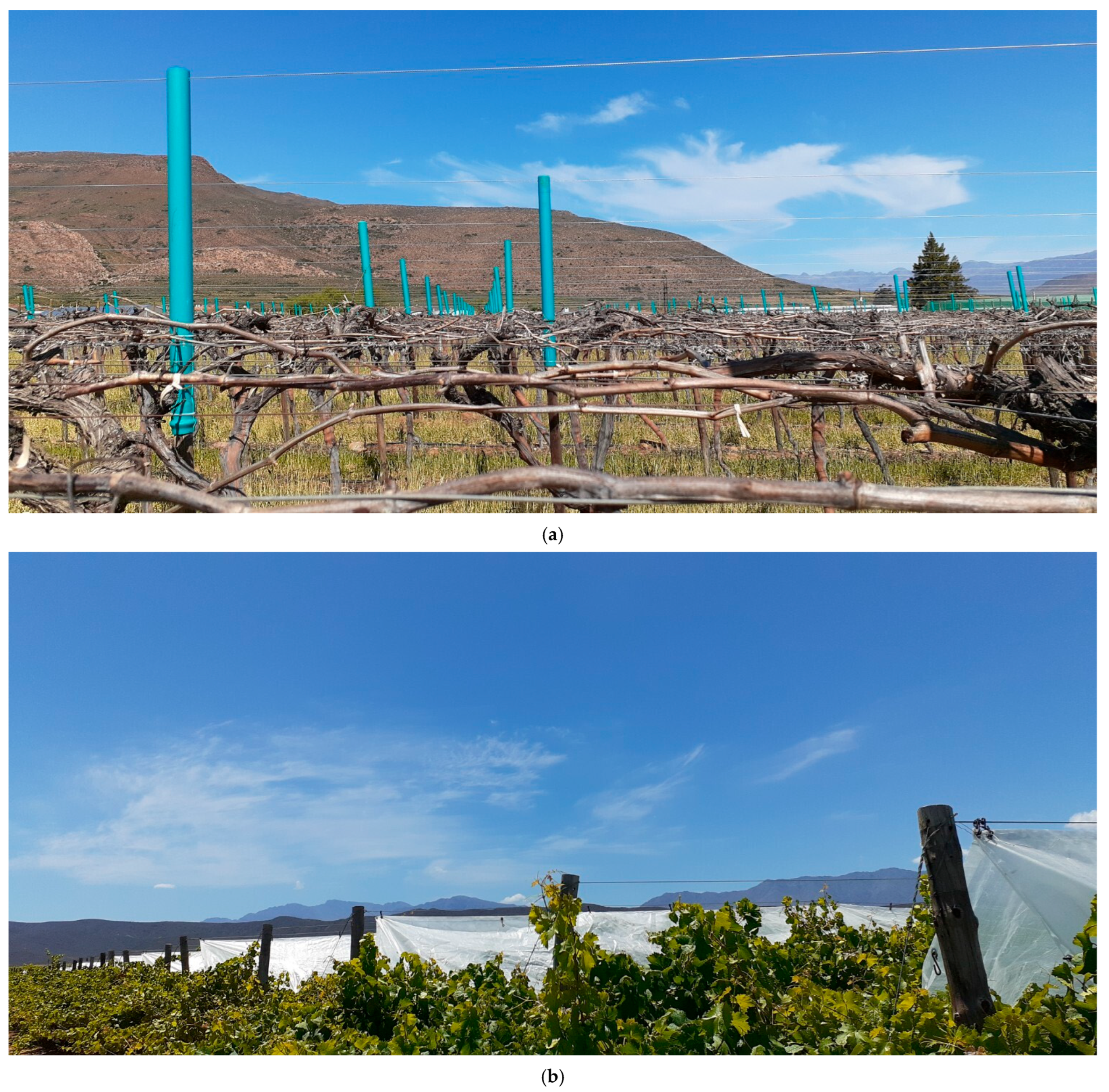 Plants 14 03579 g008