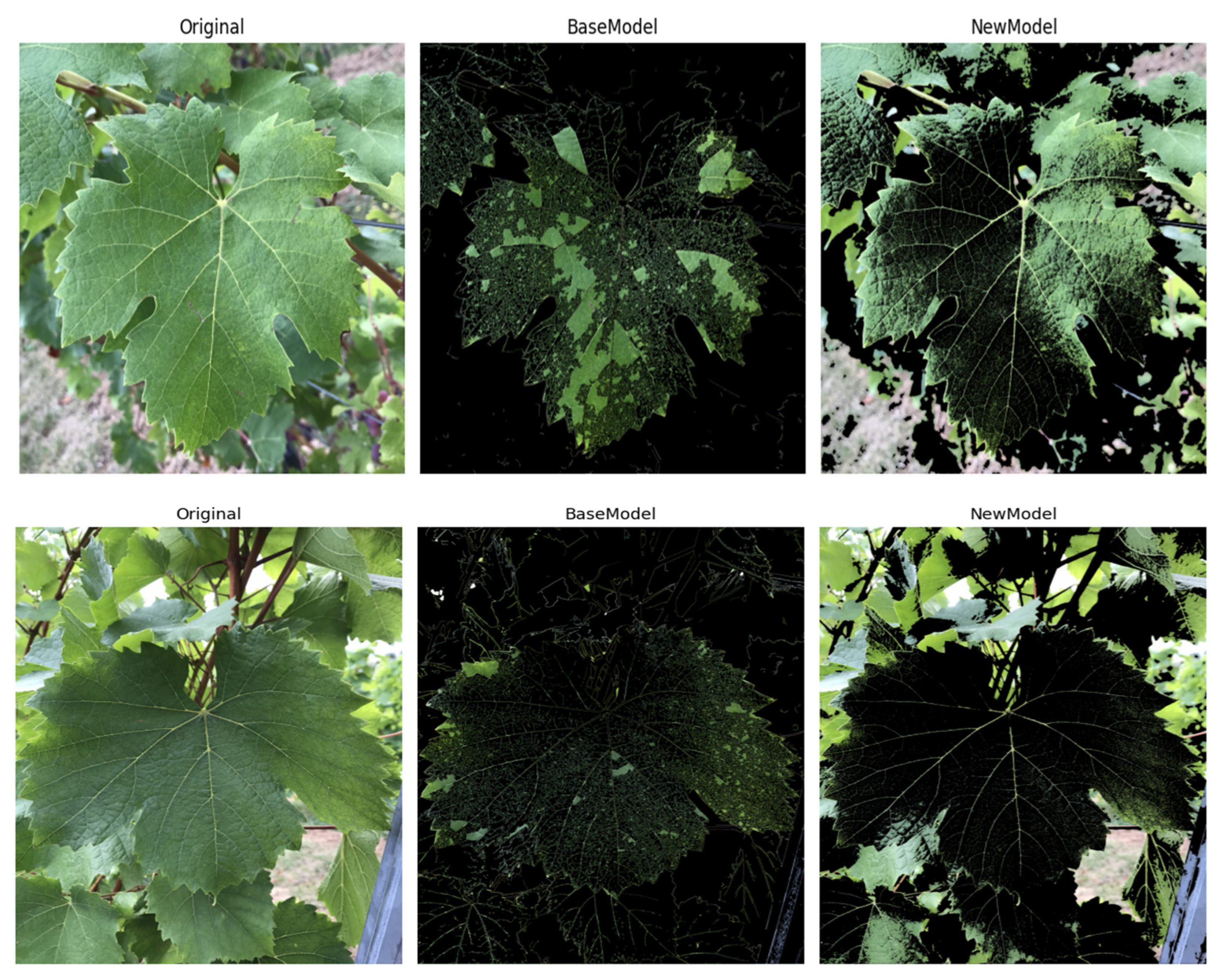 Plants 14 03581 g011 Plants 14 03581 g011