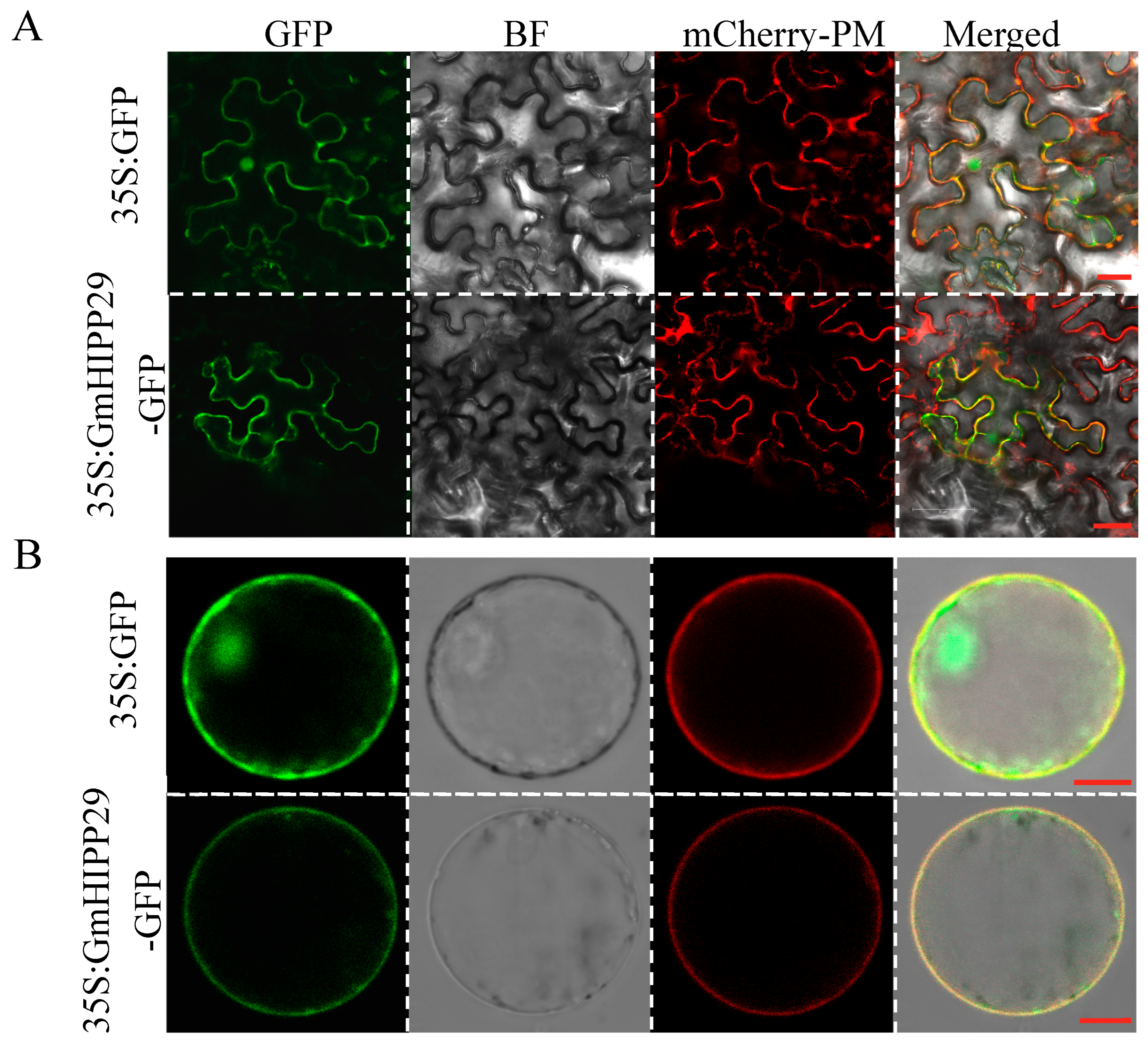 Plants 14 03582 g008