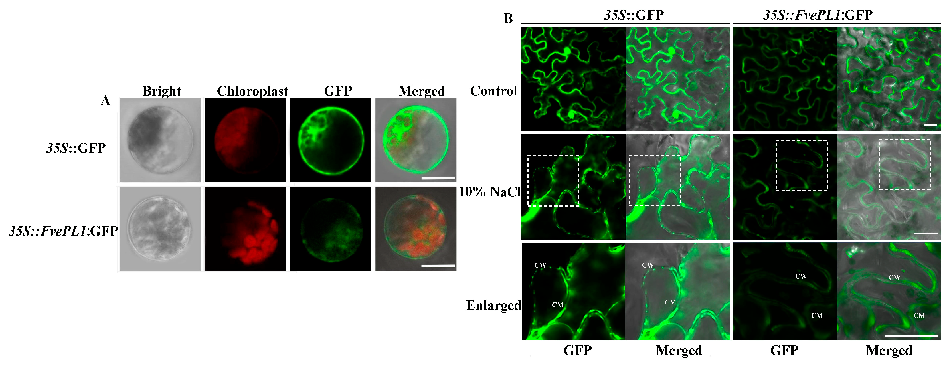 Plants 14 03583 g002