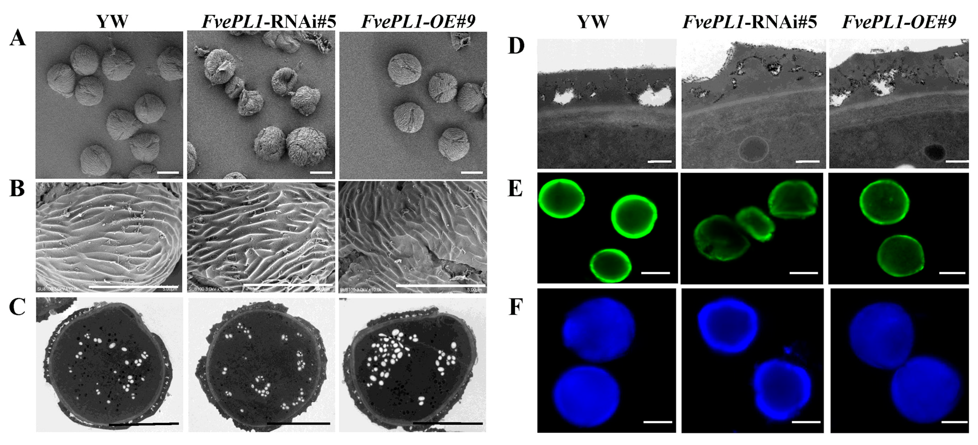 Plants 14 03583 g004