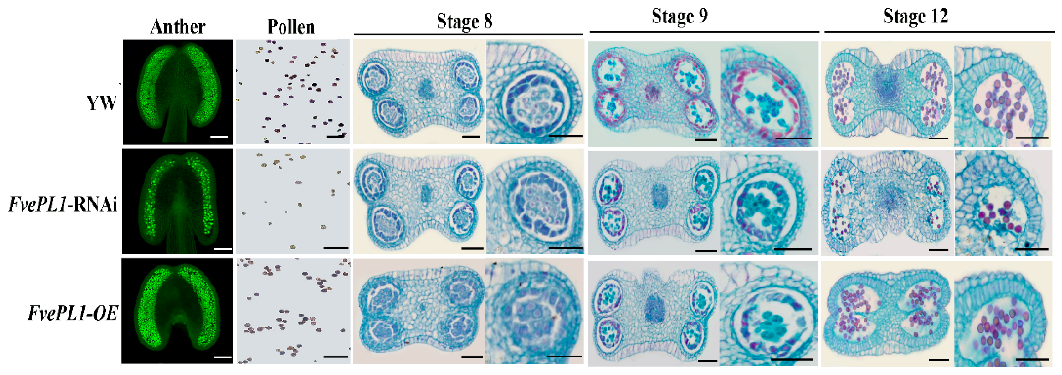 Plants 14 03583 g005