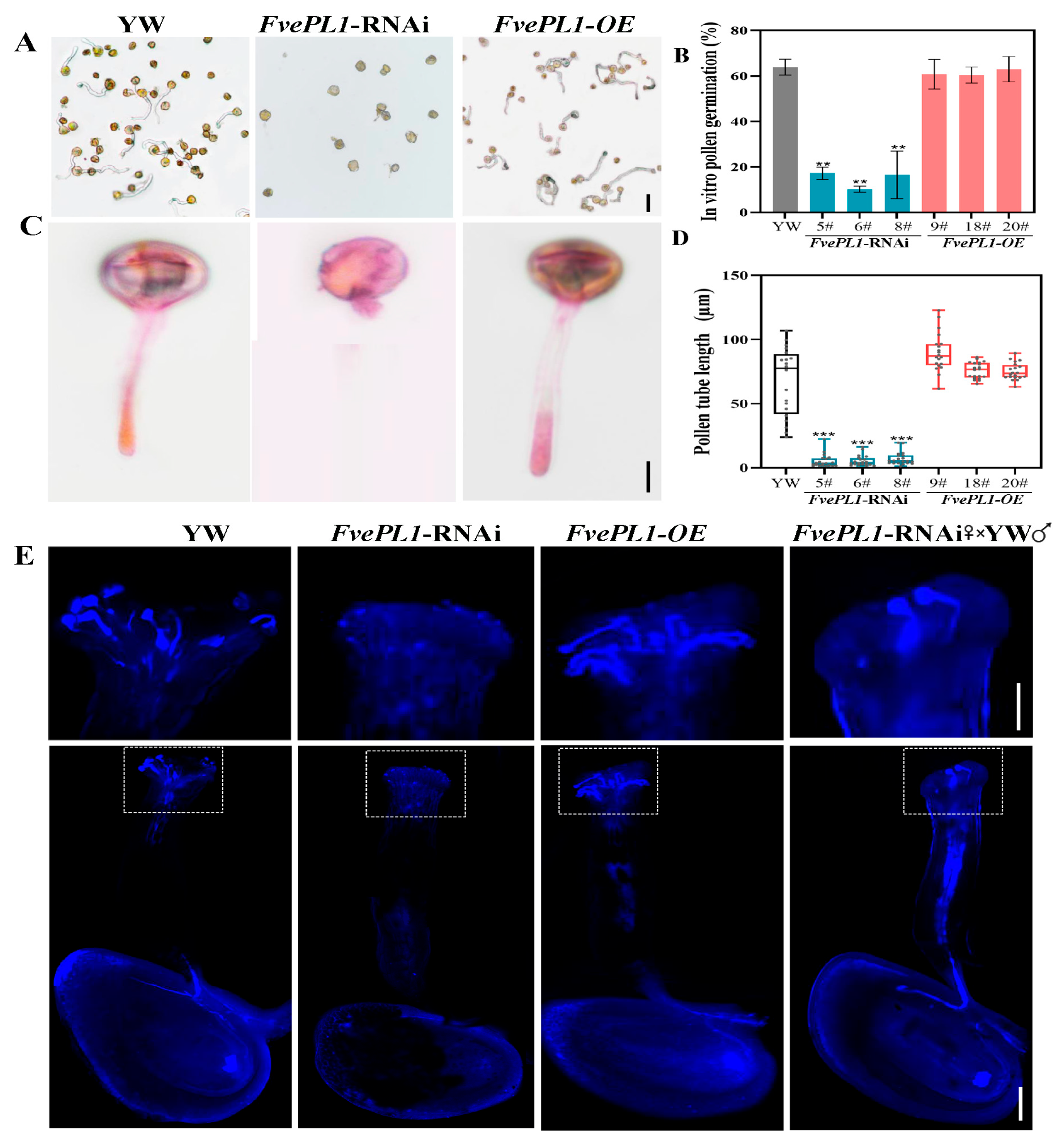 Plants 14 03583 g006