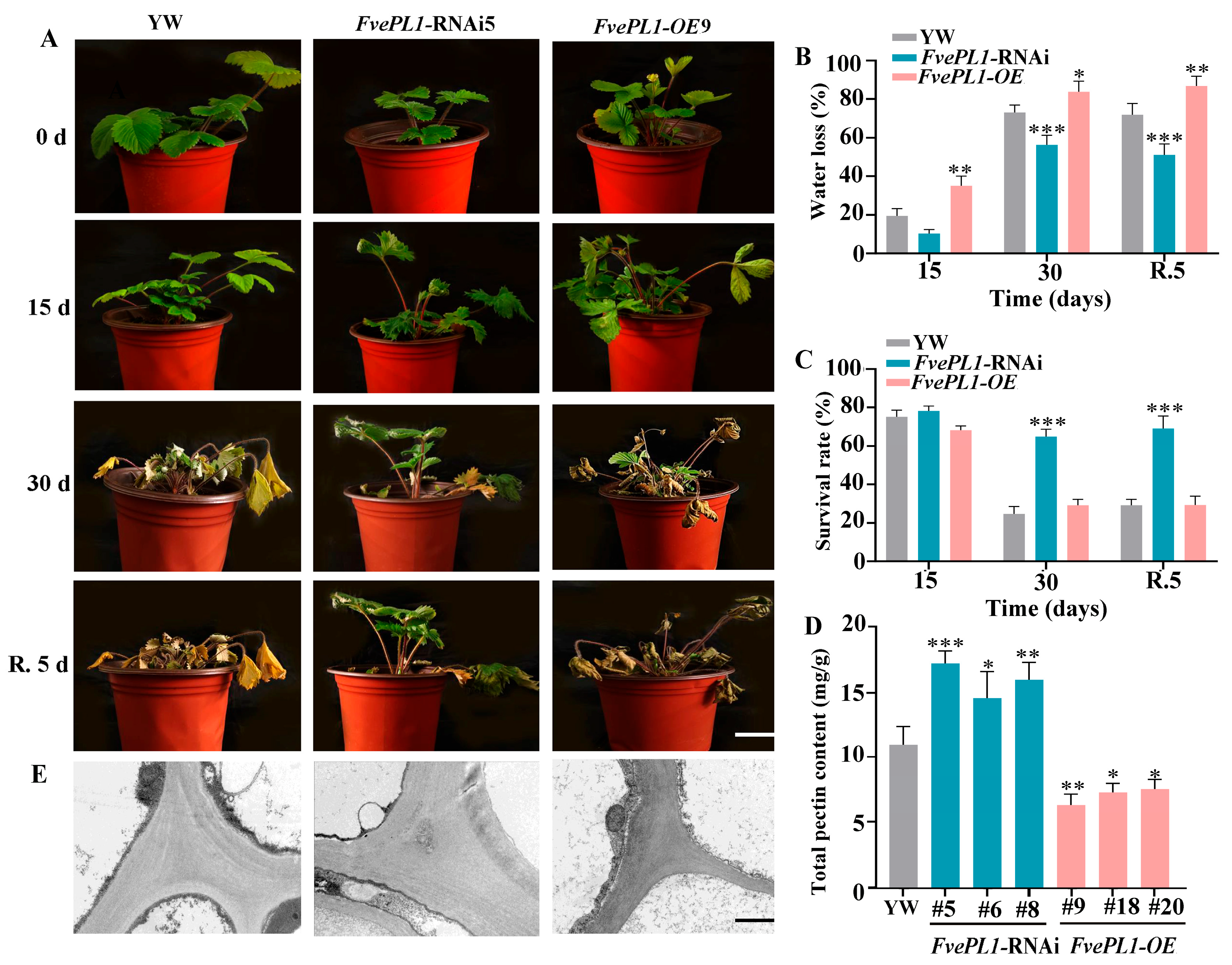Plants 14 03583 g007