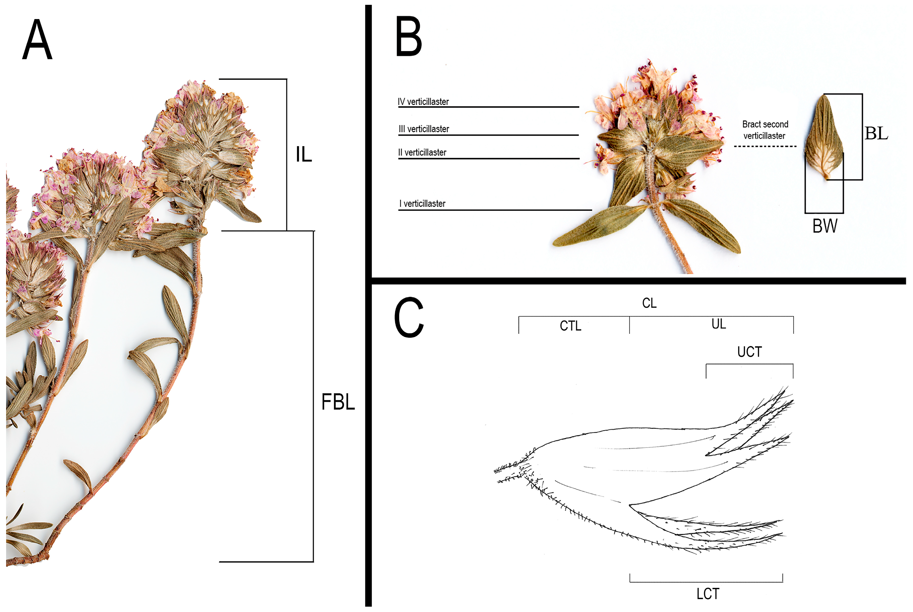 Plants 14 03584 g002 Plants 14 03584 g002