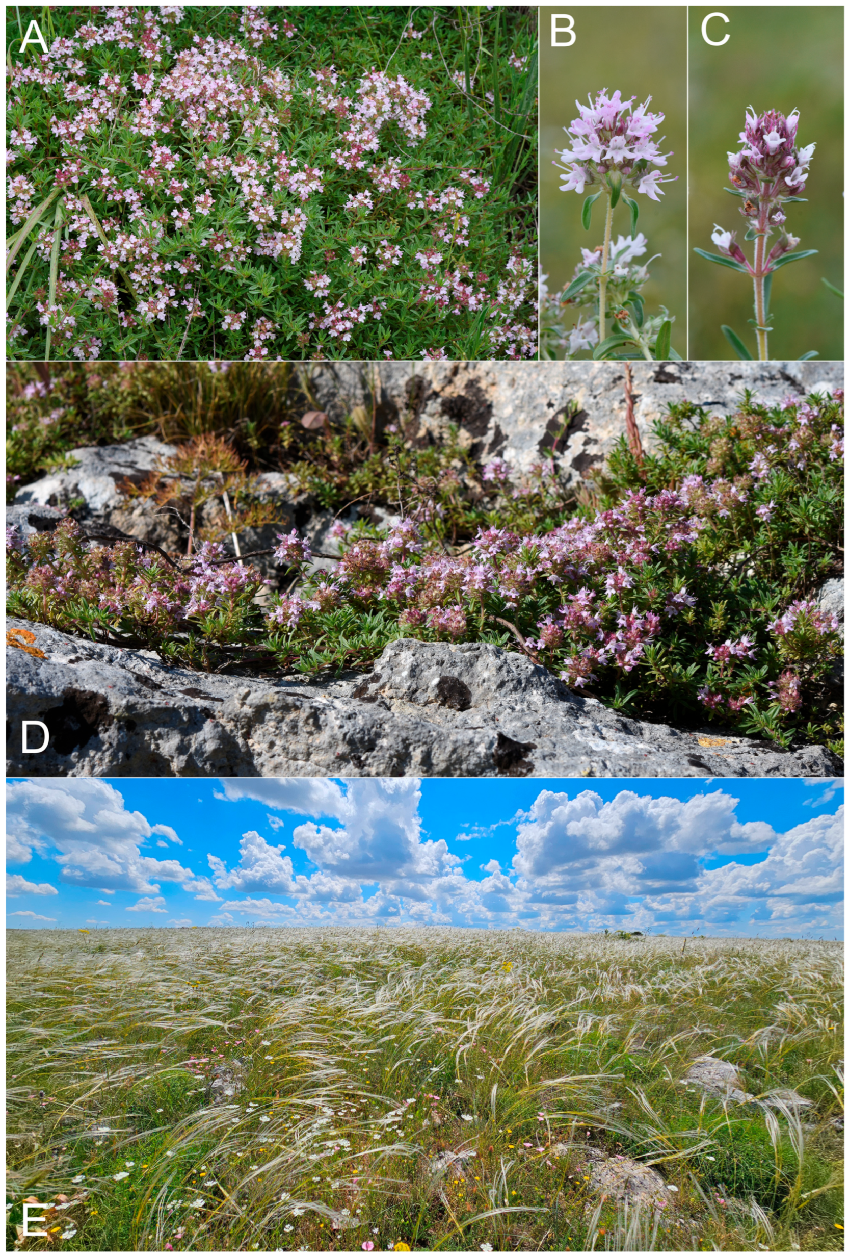 Plants 14 03584 g004 Plants 14 03584 g004